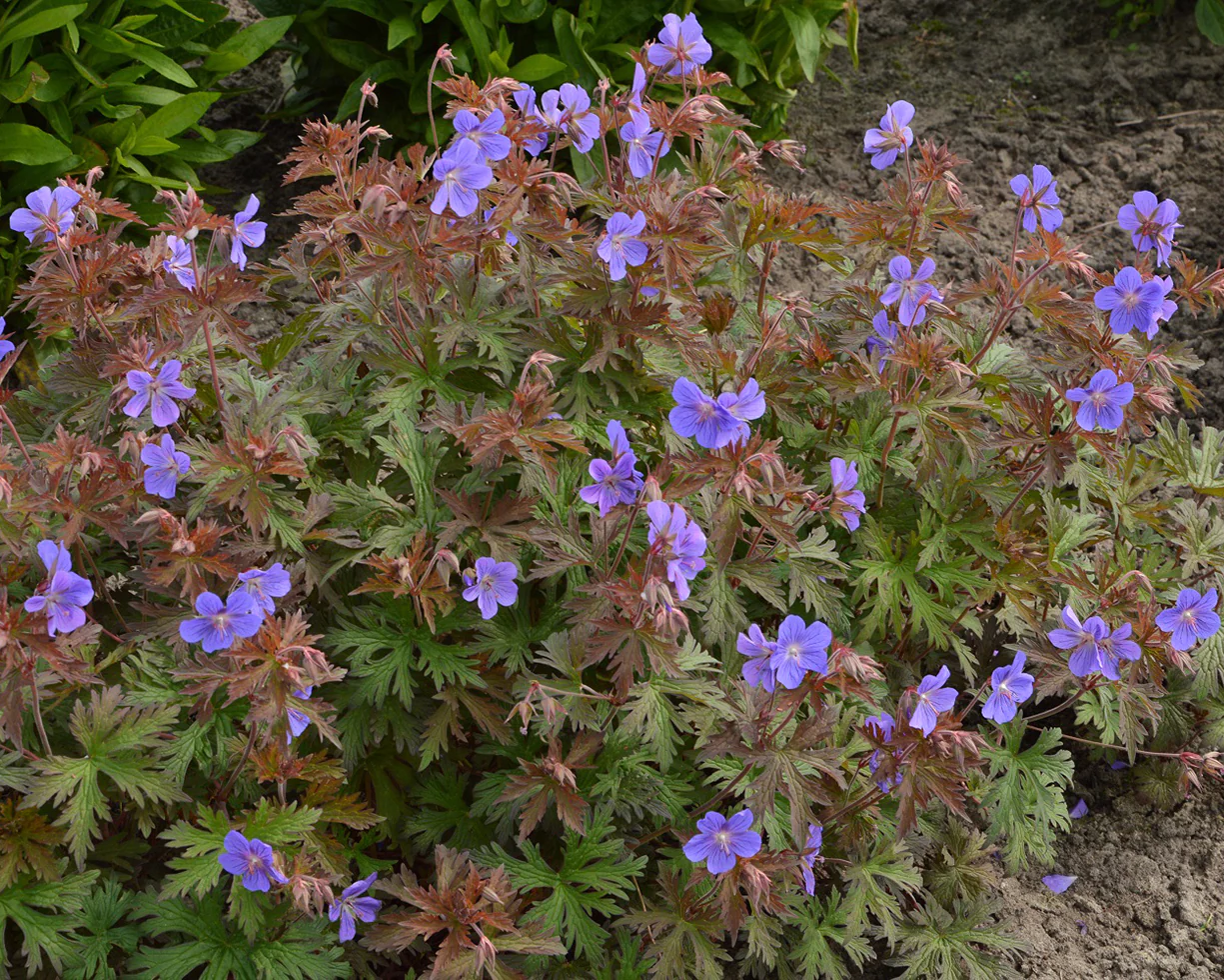 Geranium 'Kaya' - Image 3