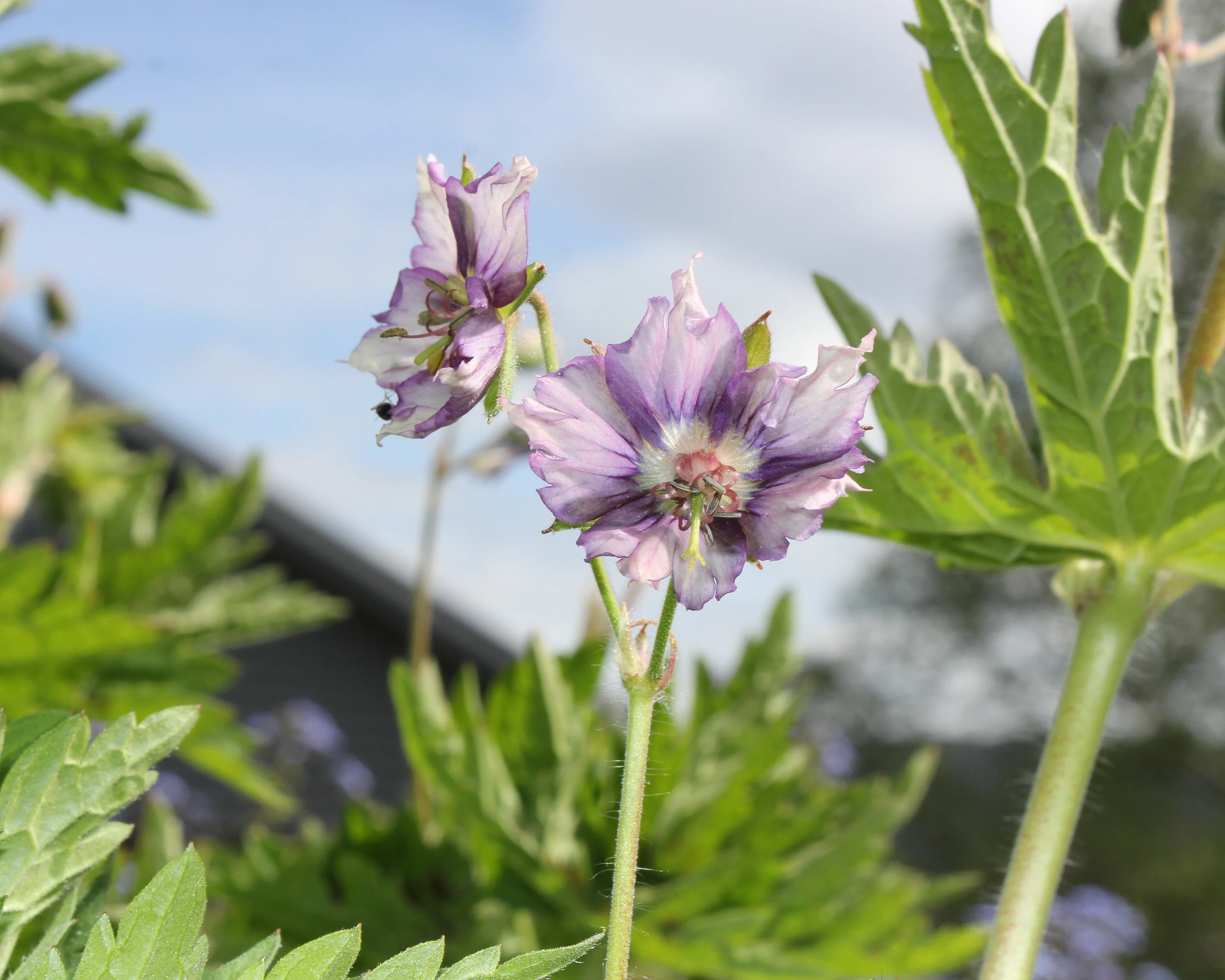 Geranium 'Kora' - Image 4