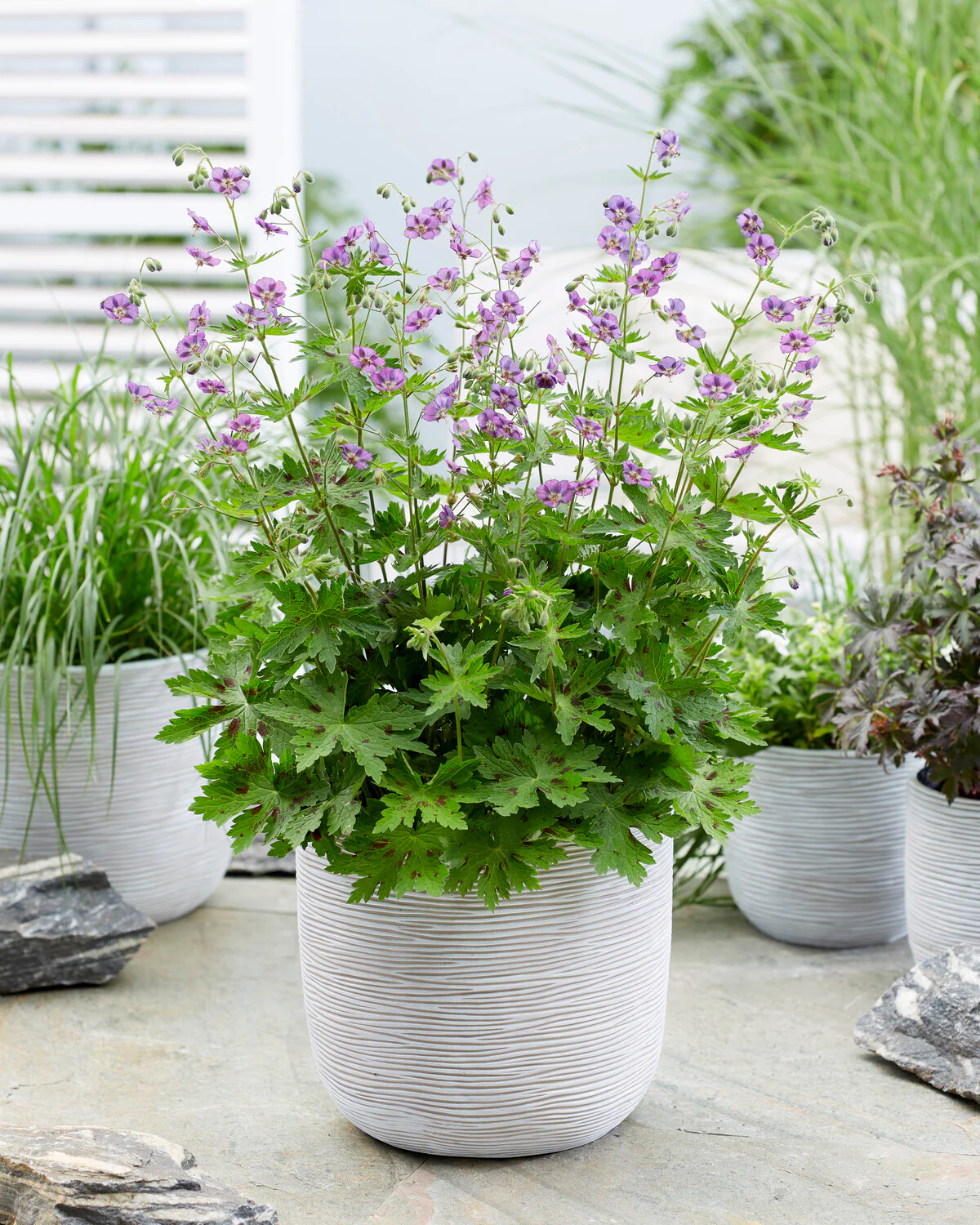 Geranium 'Kora' - Image 5