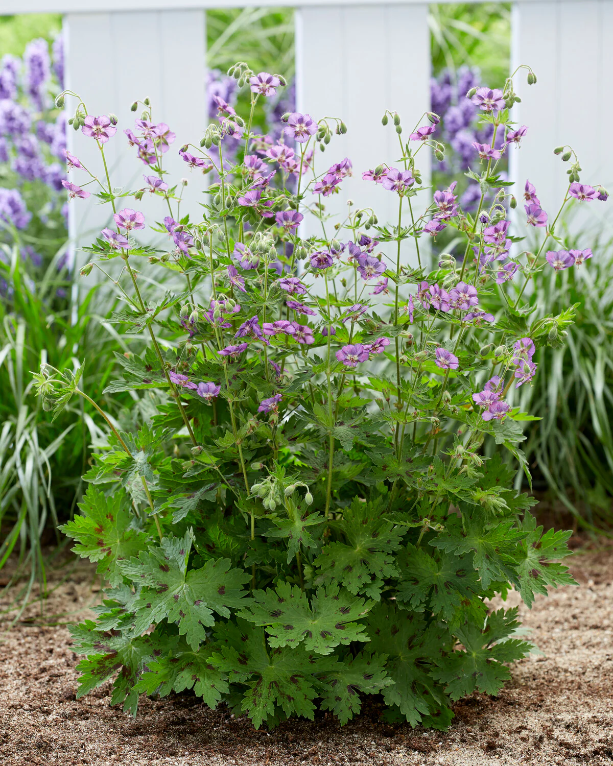 Geranium 'Kora' - Image 7