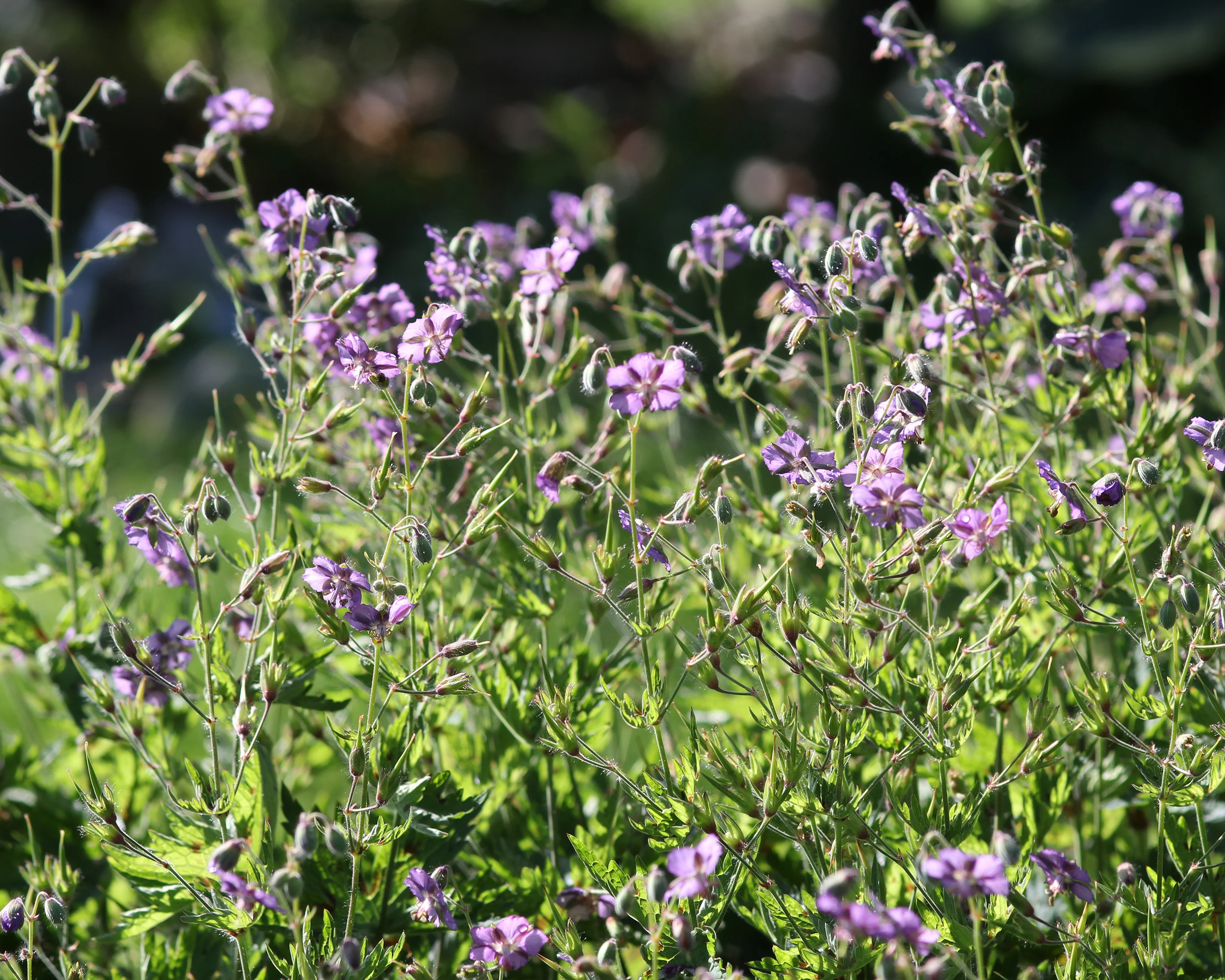 Geranium 'Kora' - Image 8