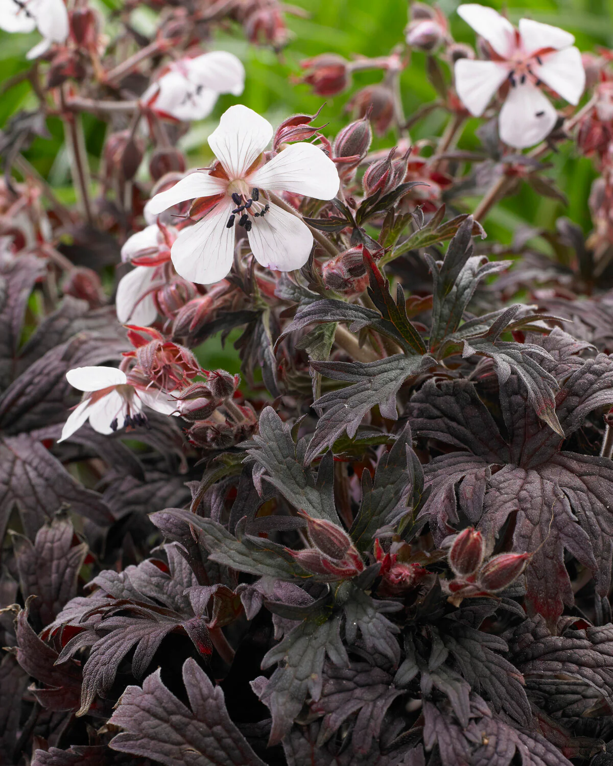 Geranium 'Midnight Ghost' - Image 2