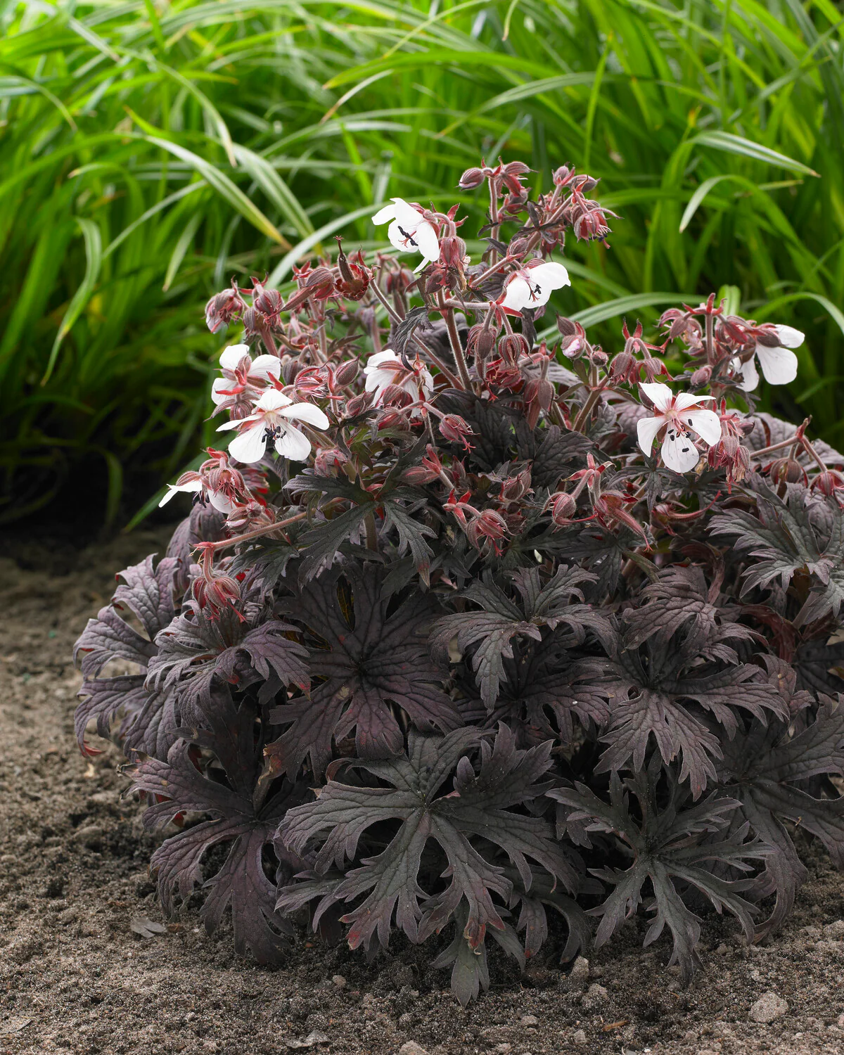 Geranium 'Midnight Ghost' - Image 3