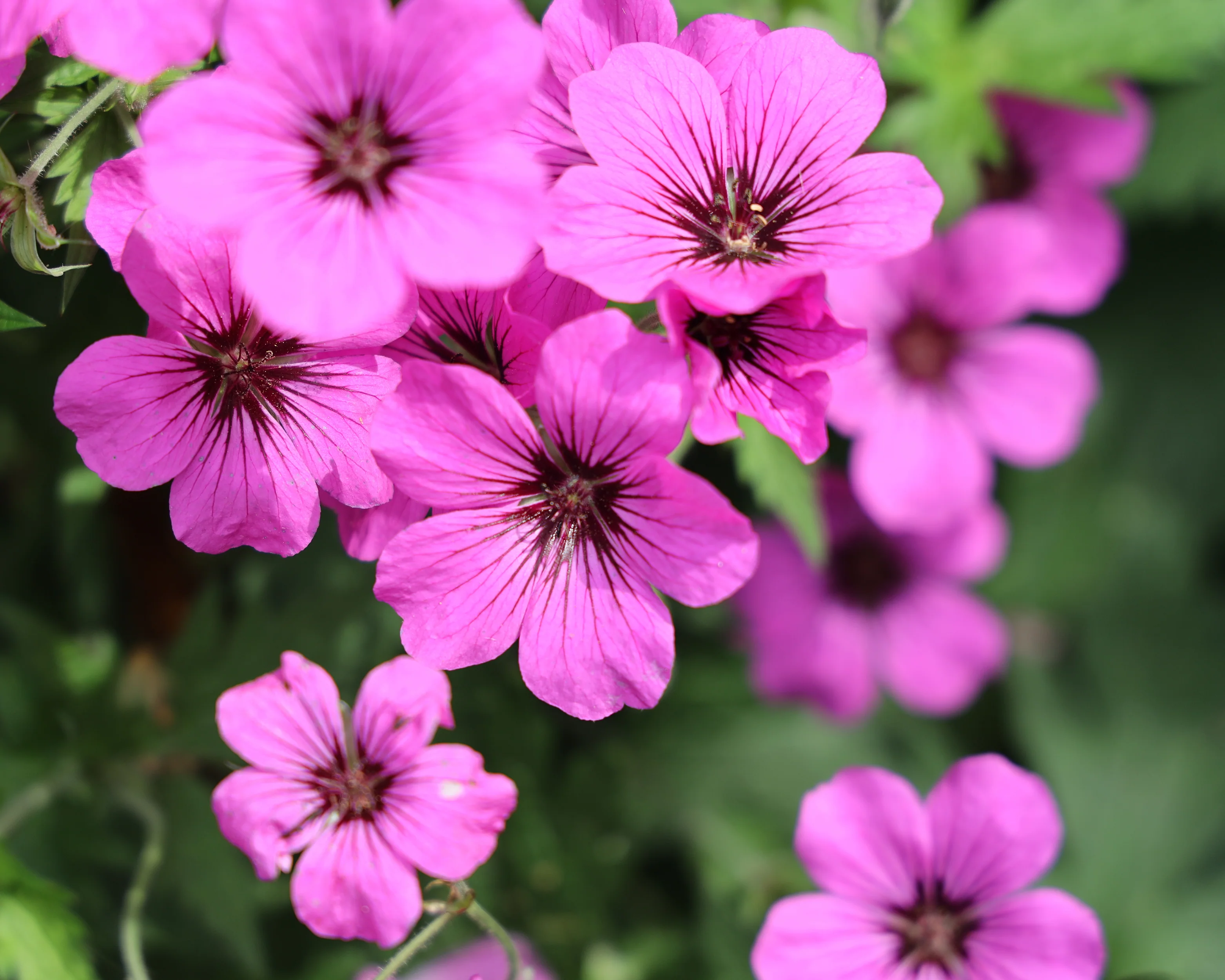 Geranium 'Ivan' - Image 6