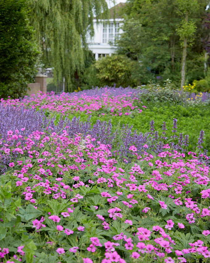 Geranium 'Ivan' - Image 7