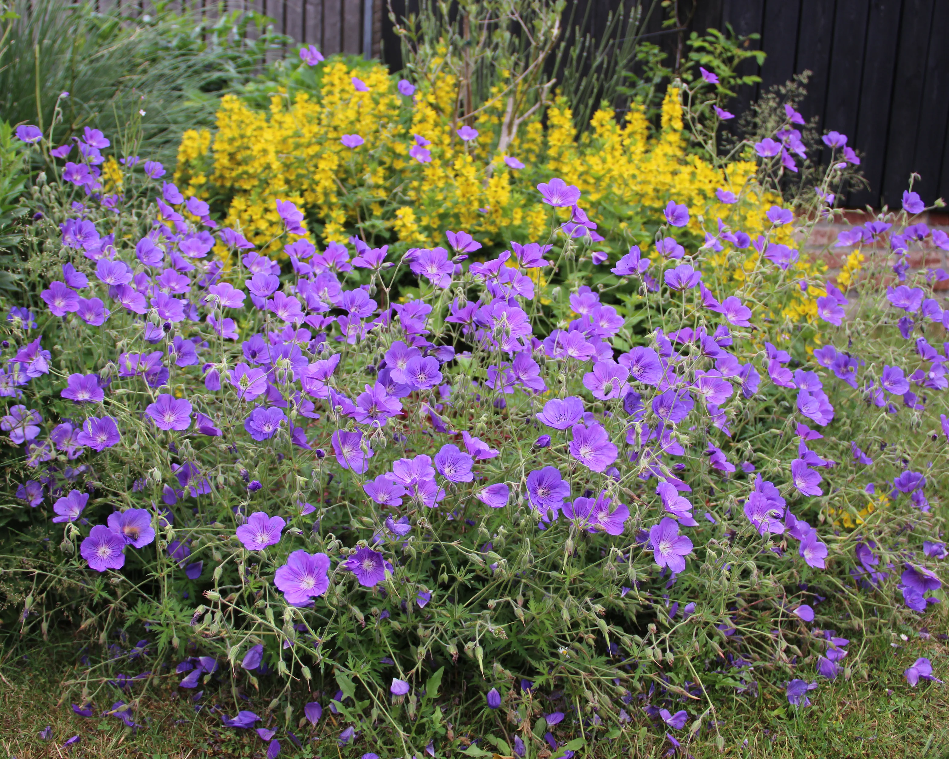 Geranium 'Rozanne' - Image 3