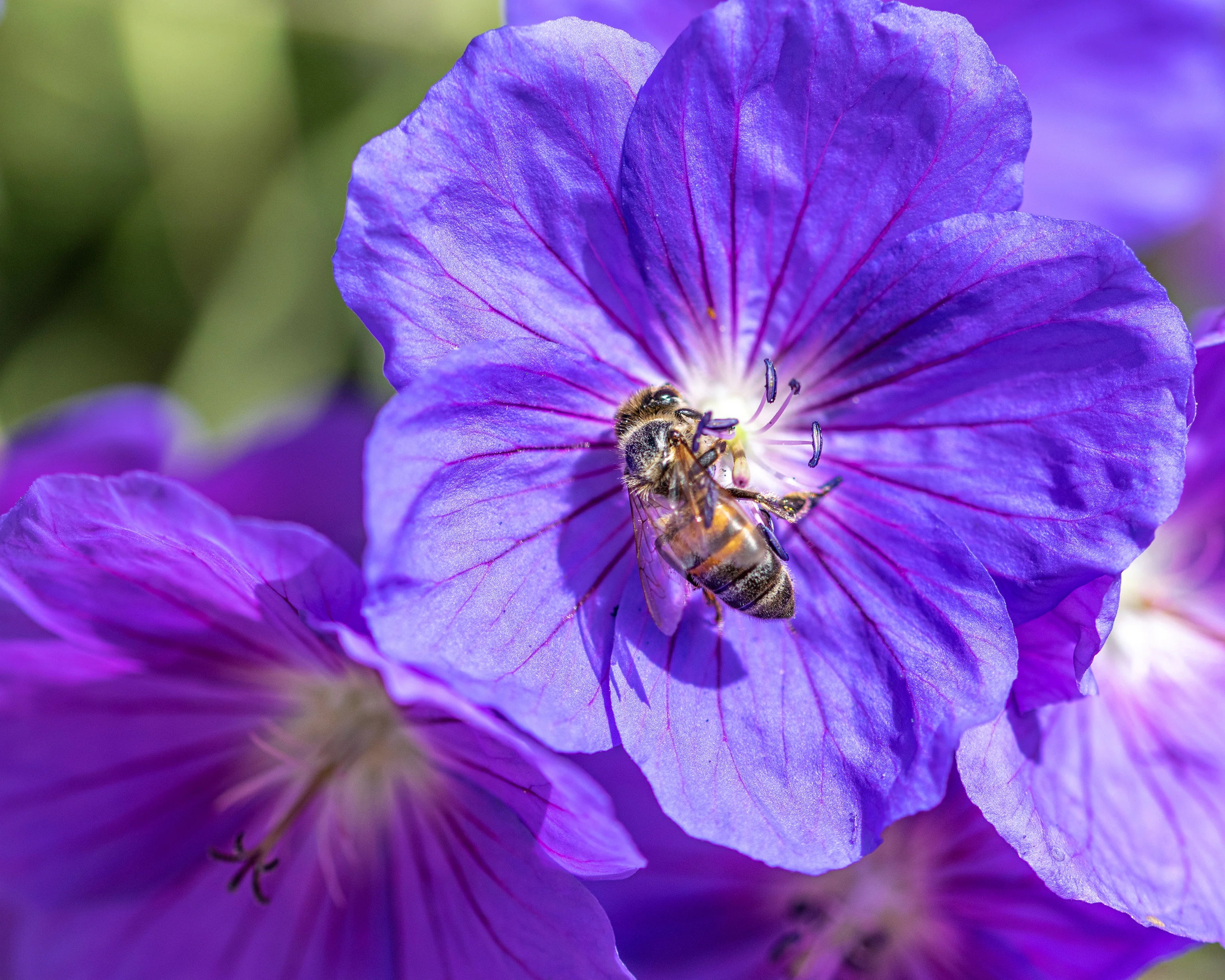 Geranium 'Rozanne' - Image 4