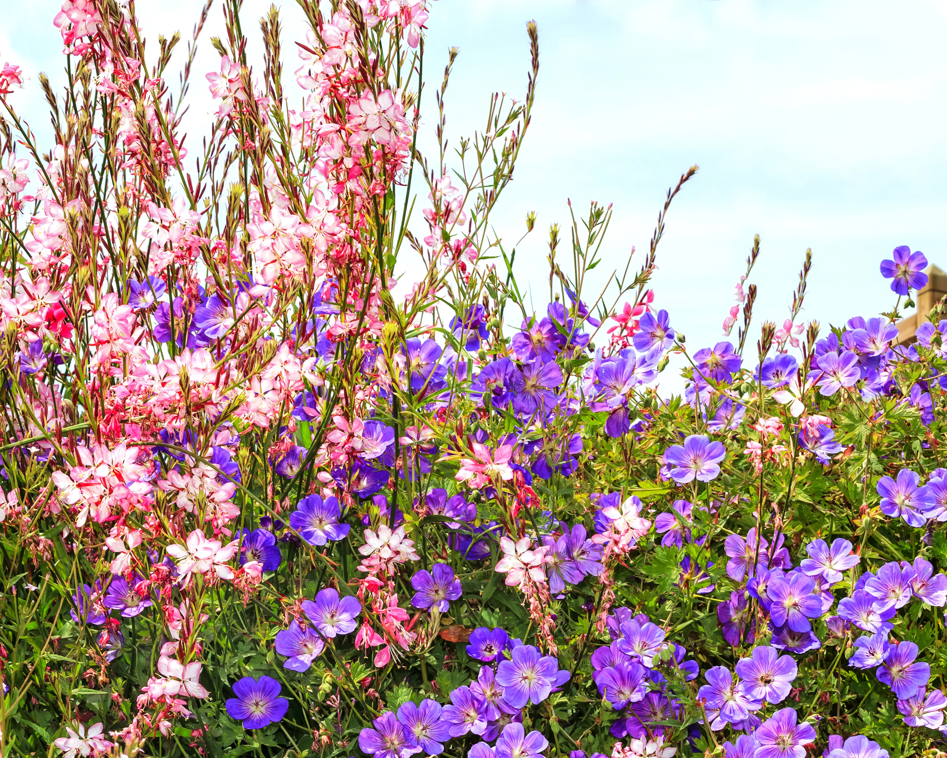Geranium 'Rozanne' - Image 6
