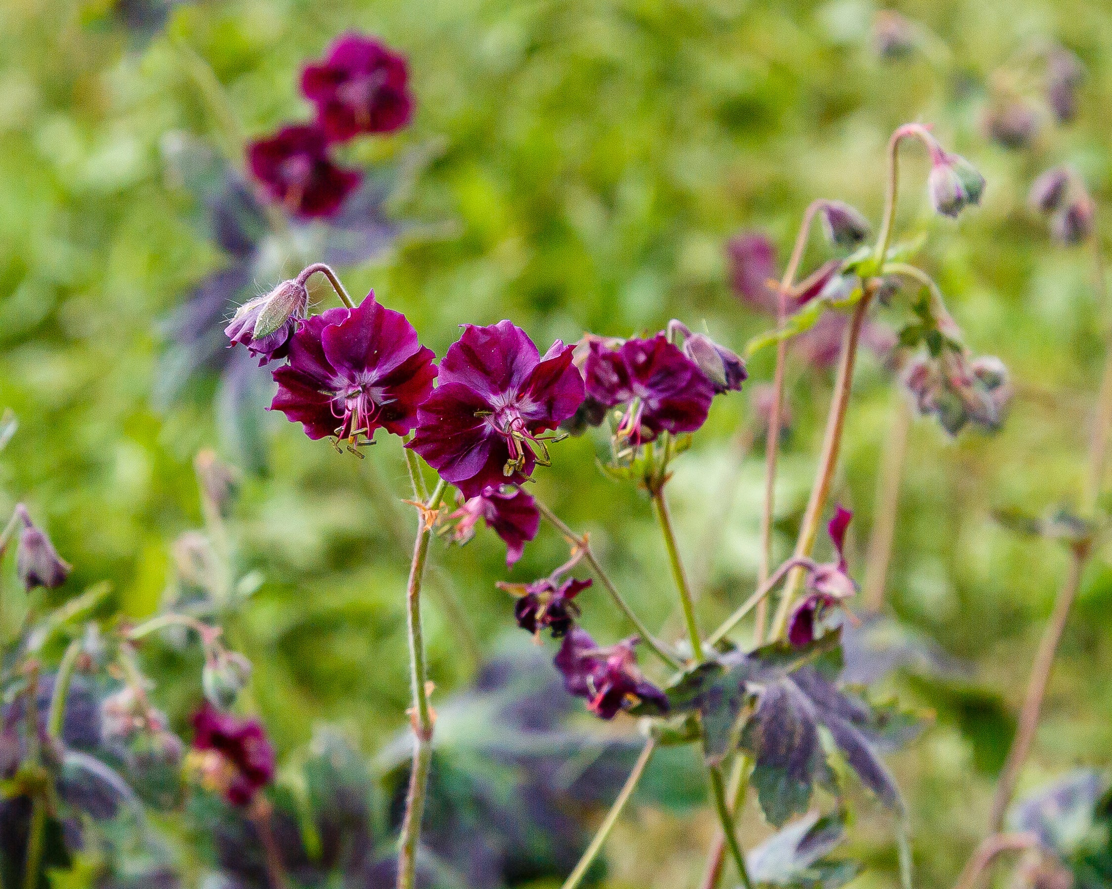 Geranium 'Samobor' - Image 4