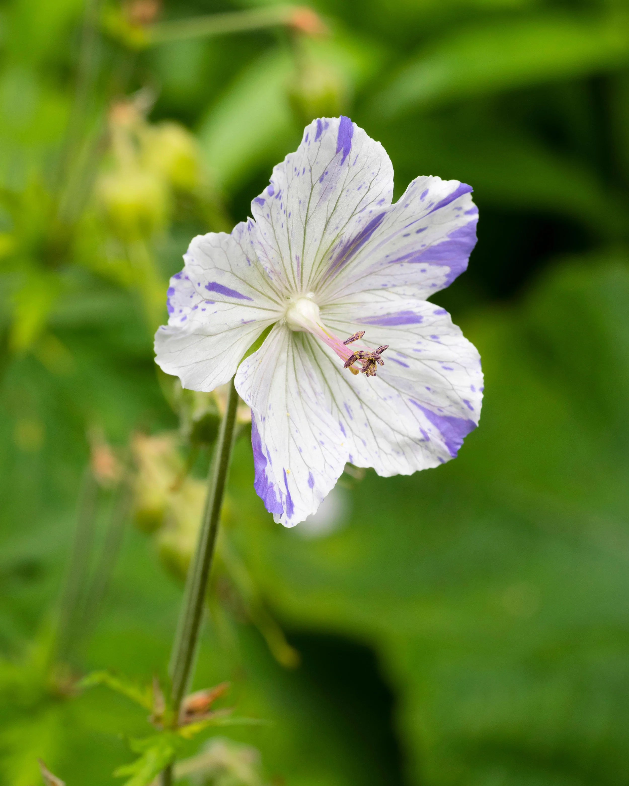 Geranium 'Splish-Splash' - Image 11