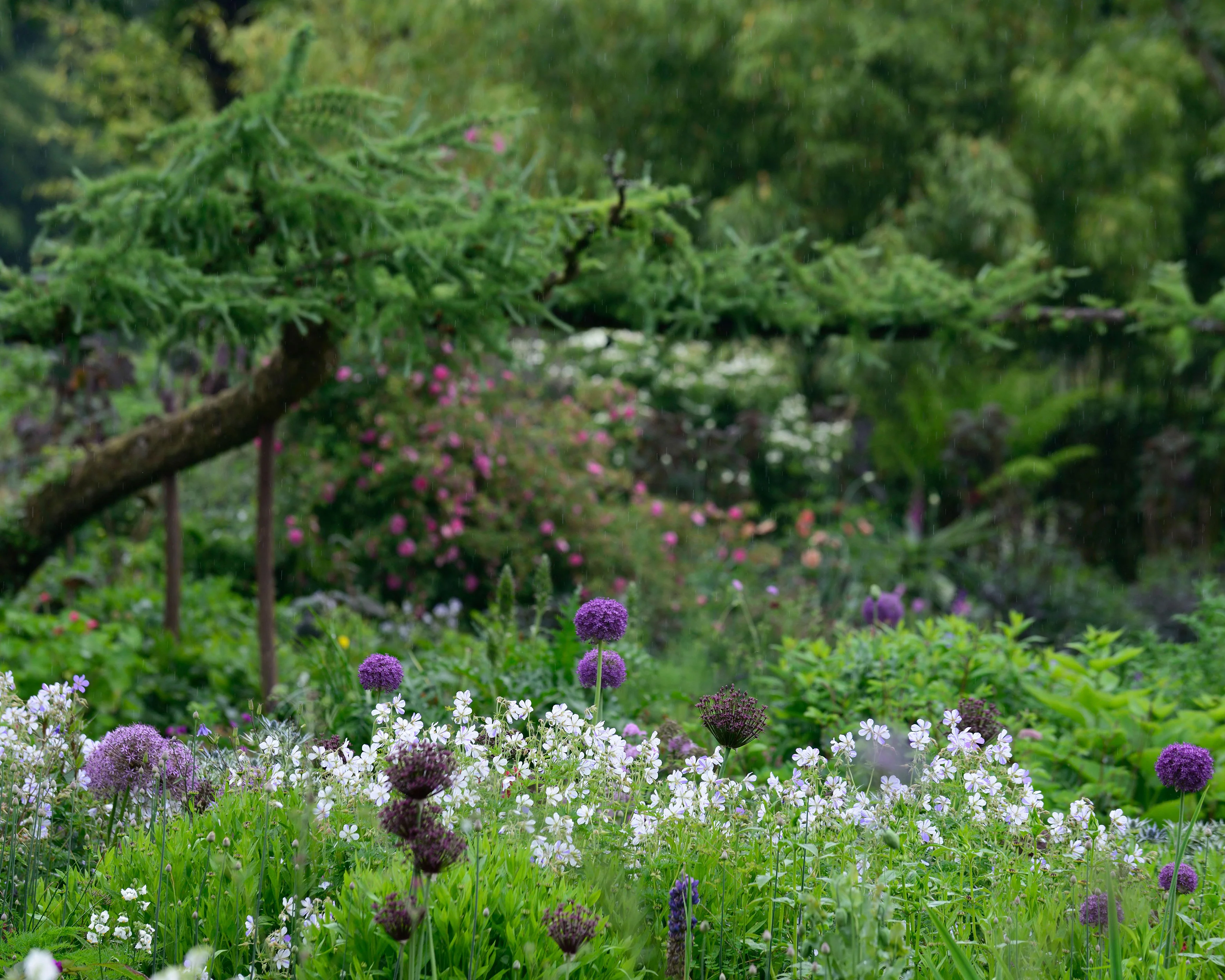 Geranium 'Splish-Splash' - Image 4