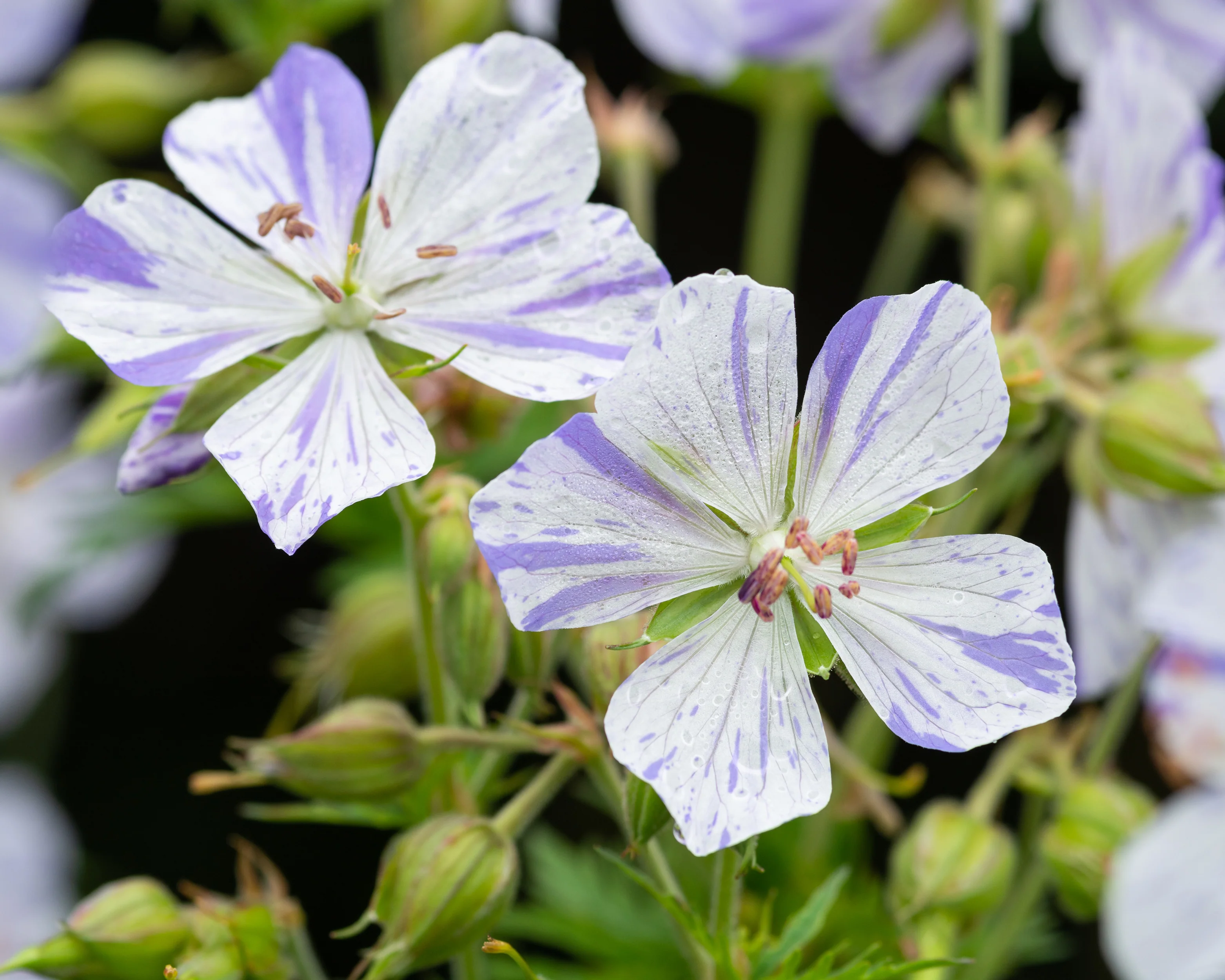 Geranium 'Splish-Splash' - Image 5