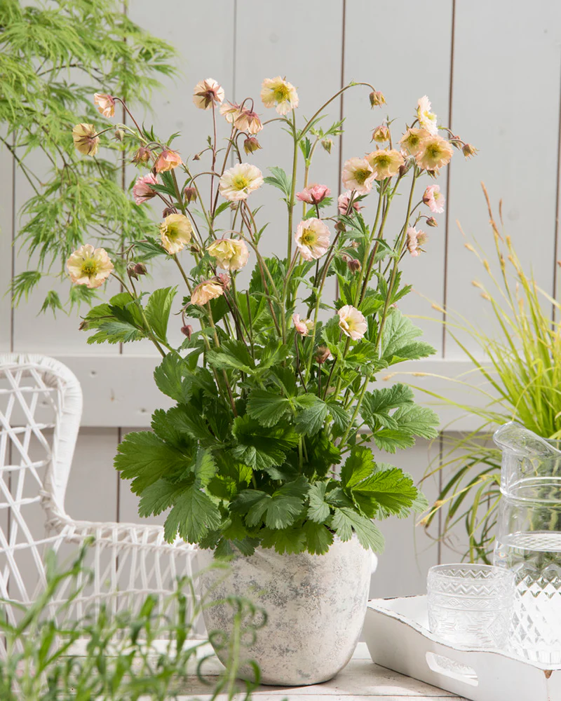 Geum 'Apricot Pearl' - Image 2