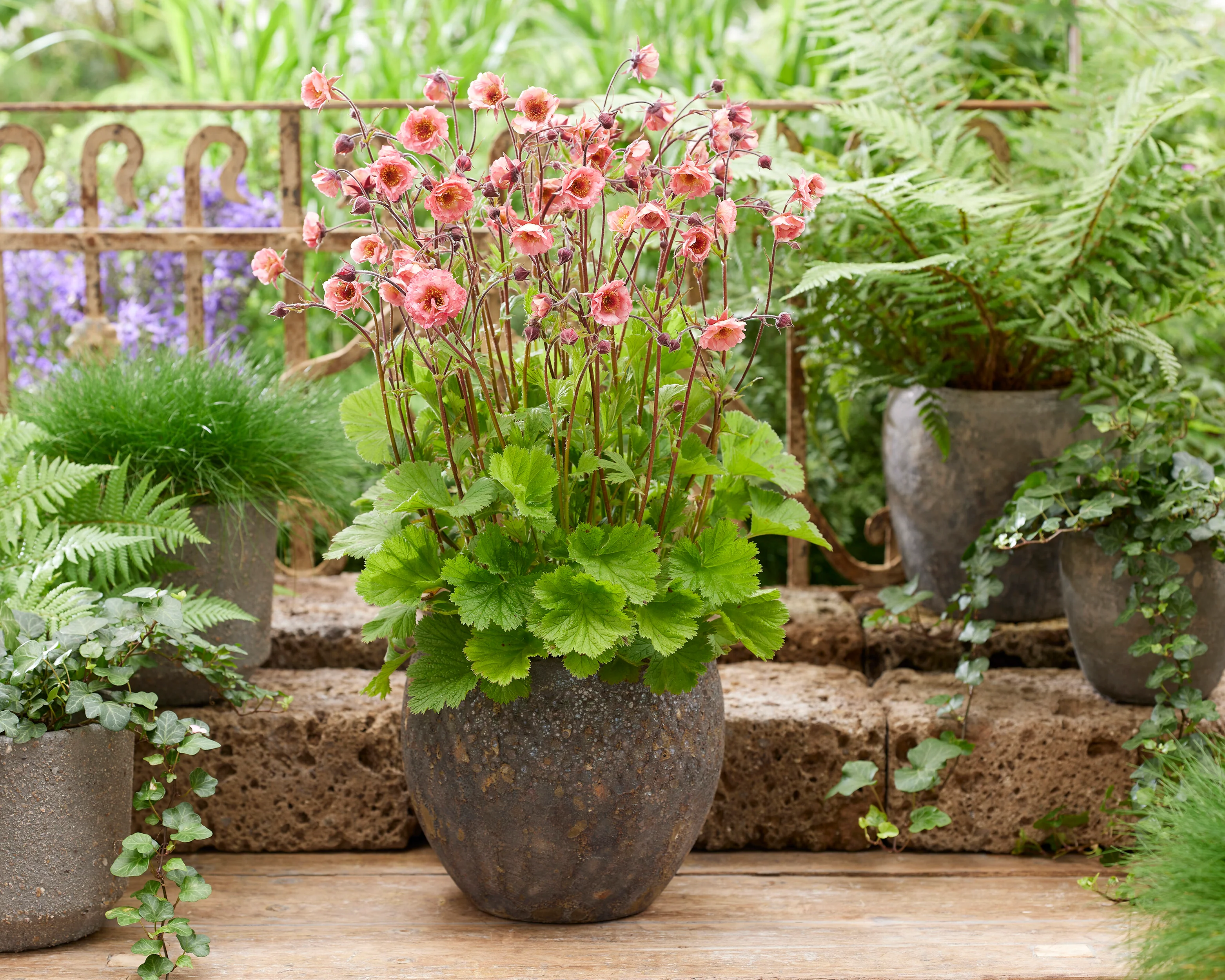 Geum 'Battenberg Cake' - Image 2
