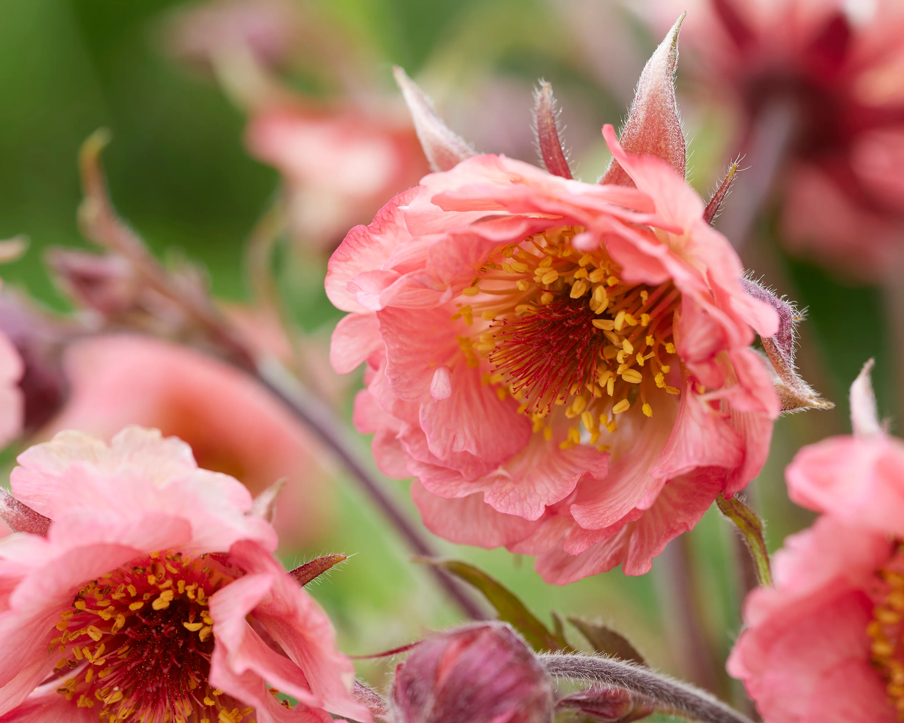 Geum 'Battenberg Cake' - Image 3