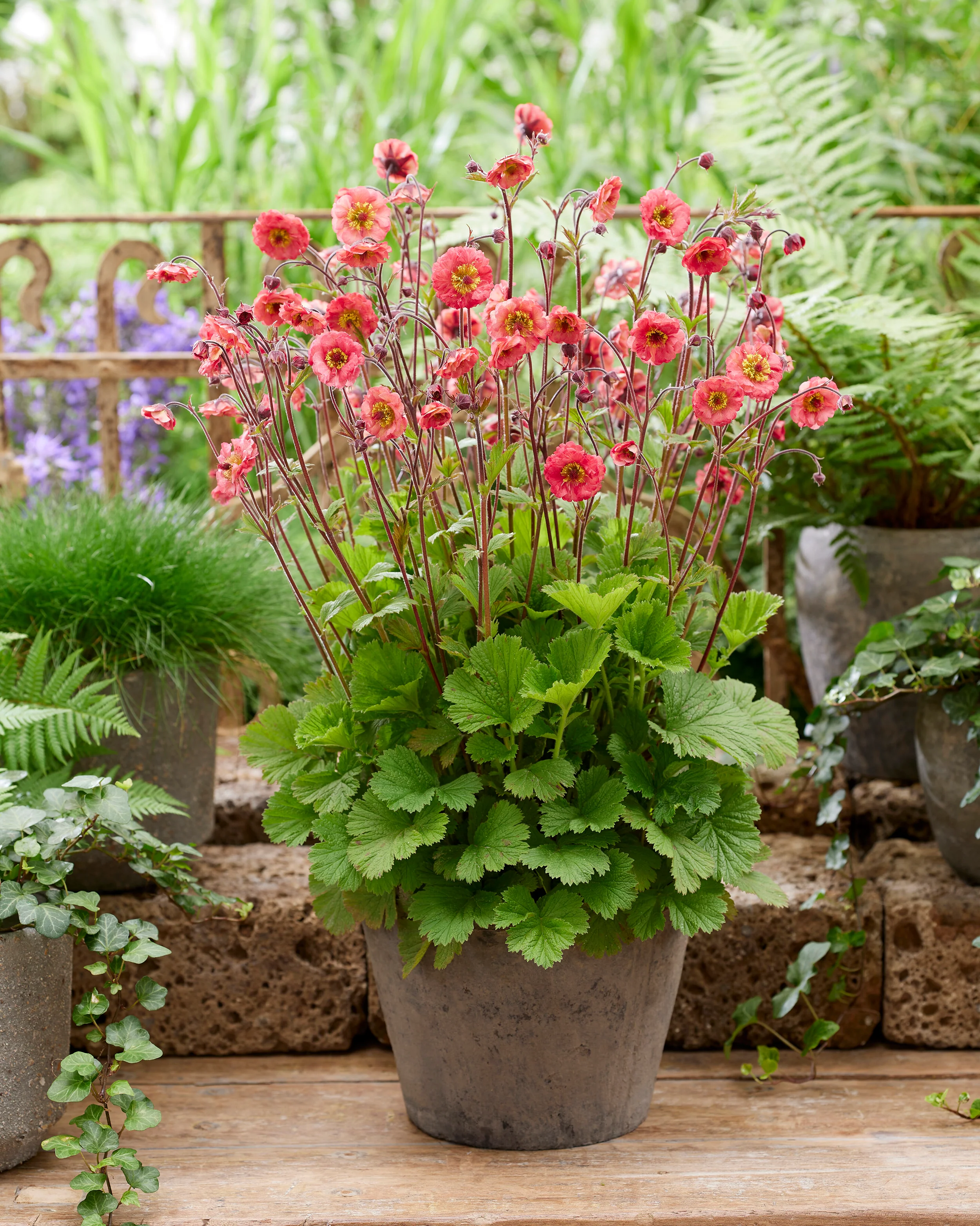 Geum 'Cherry Bakewell' - Image 4