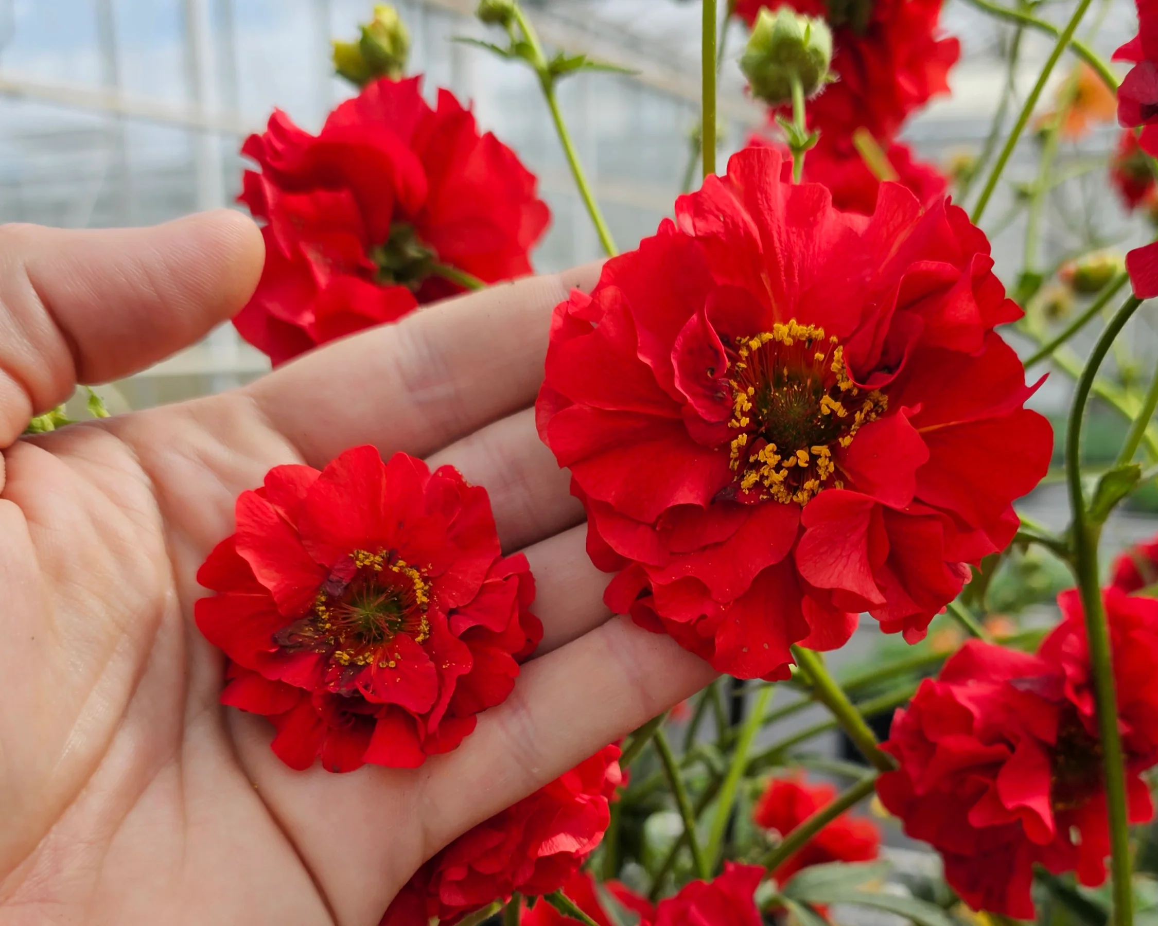 Geum 'Firestarter' - Image 11