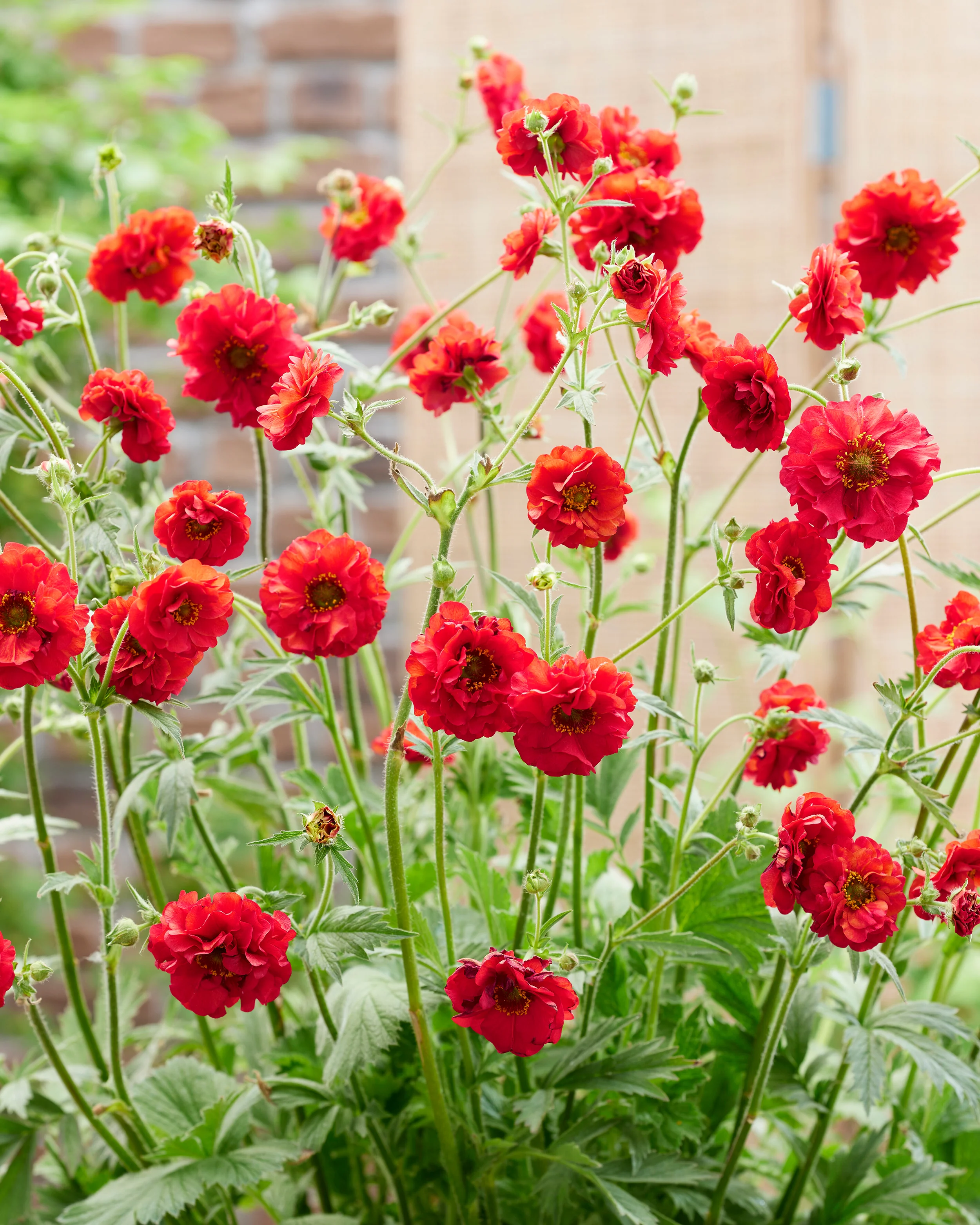 Geum 'Firestarter' - Image 2