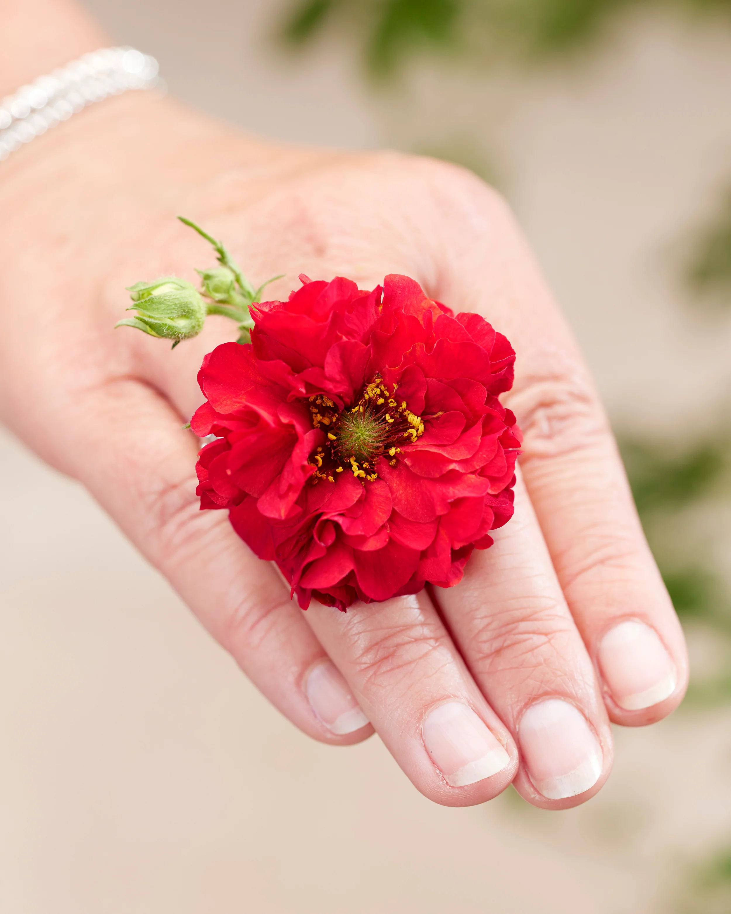 Geum 'Firestarter' - Image 4