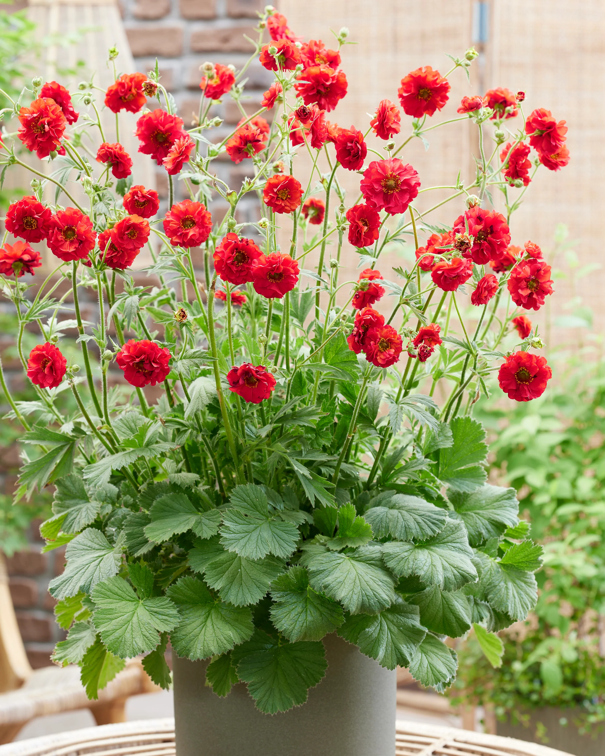 Geum 'Firestarter' - Image 6