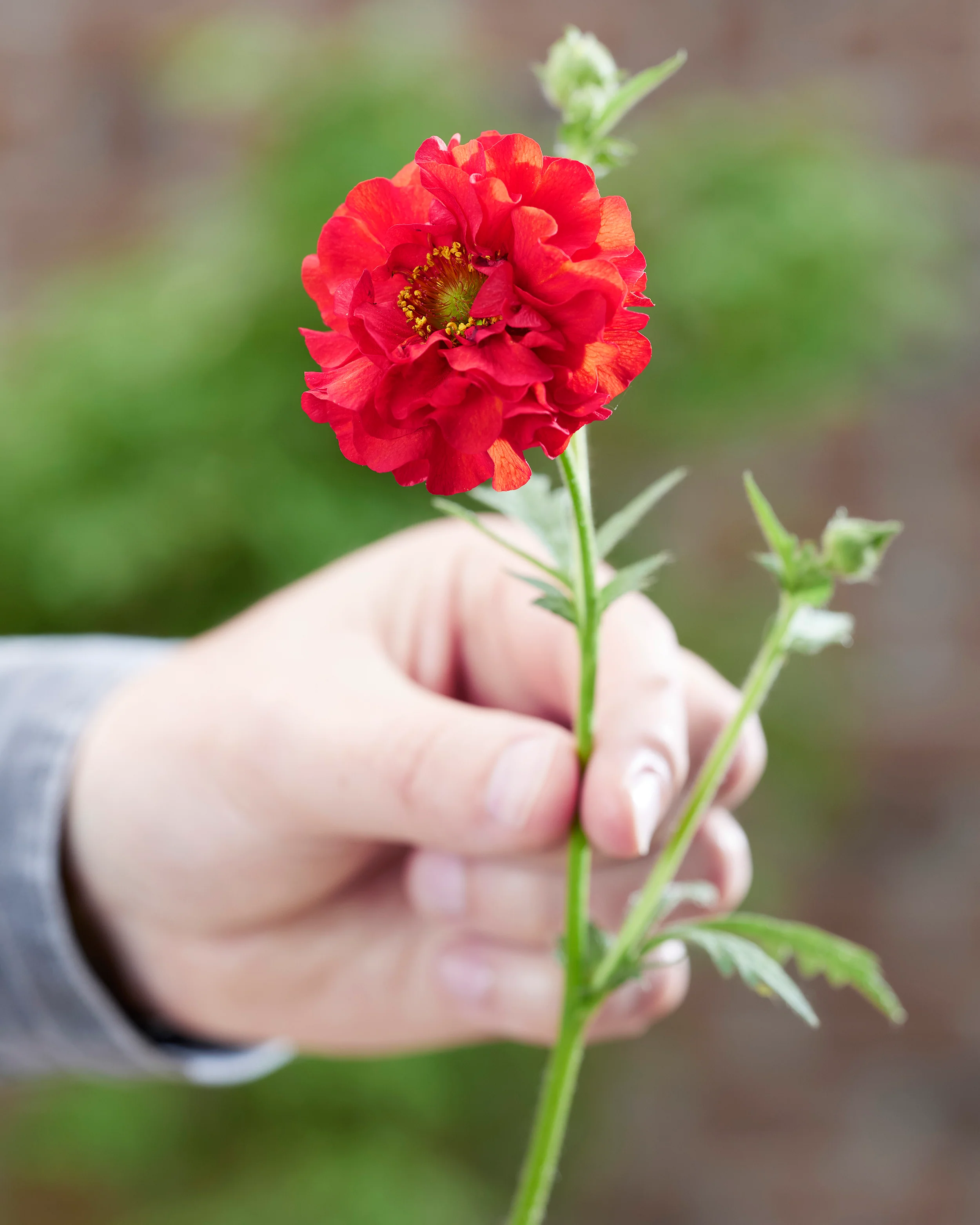 Geum 'Firestarter' - Image 7