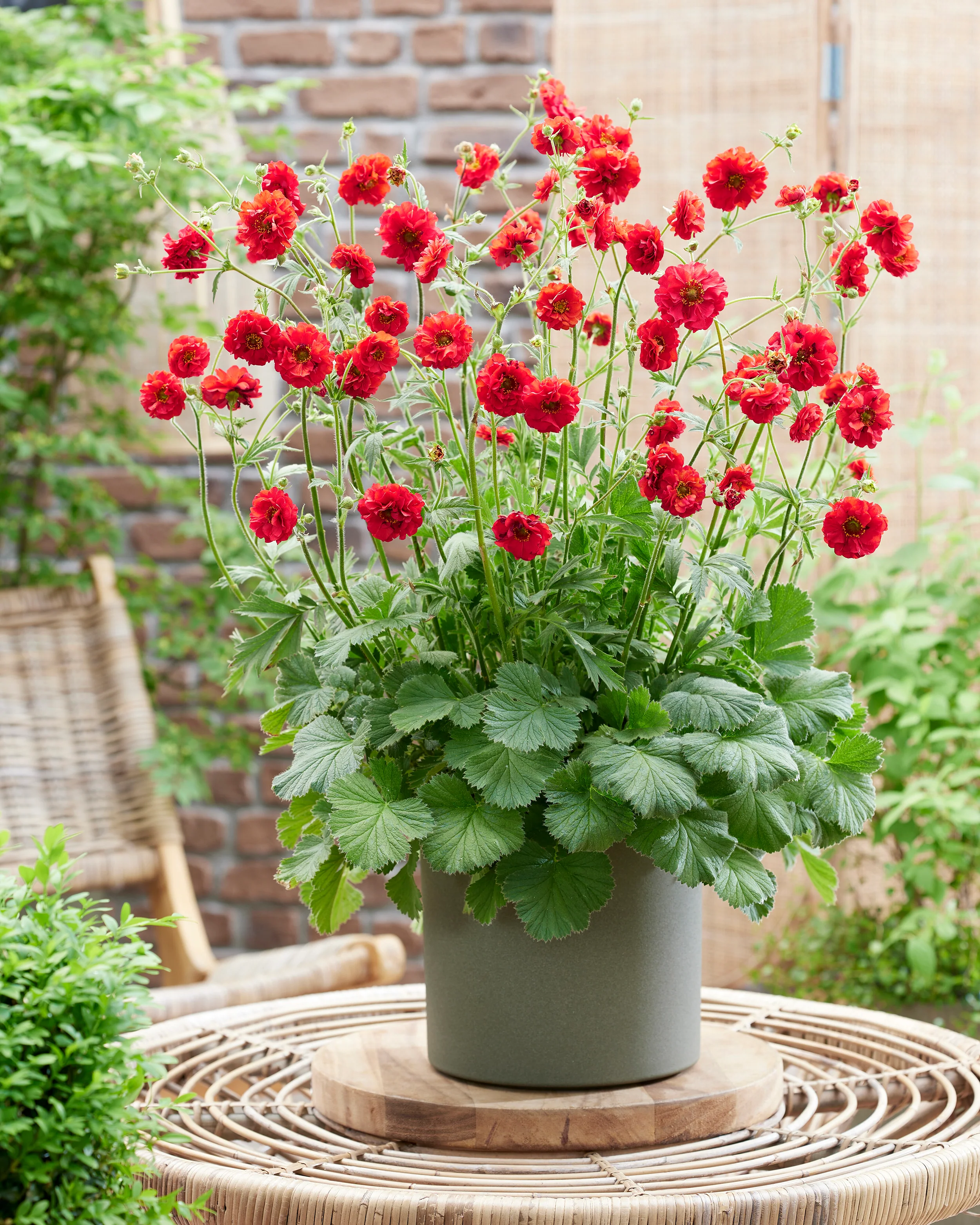Geum 'Firestarter' - Image 9