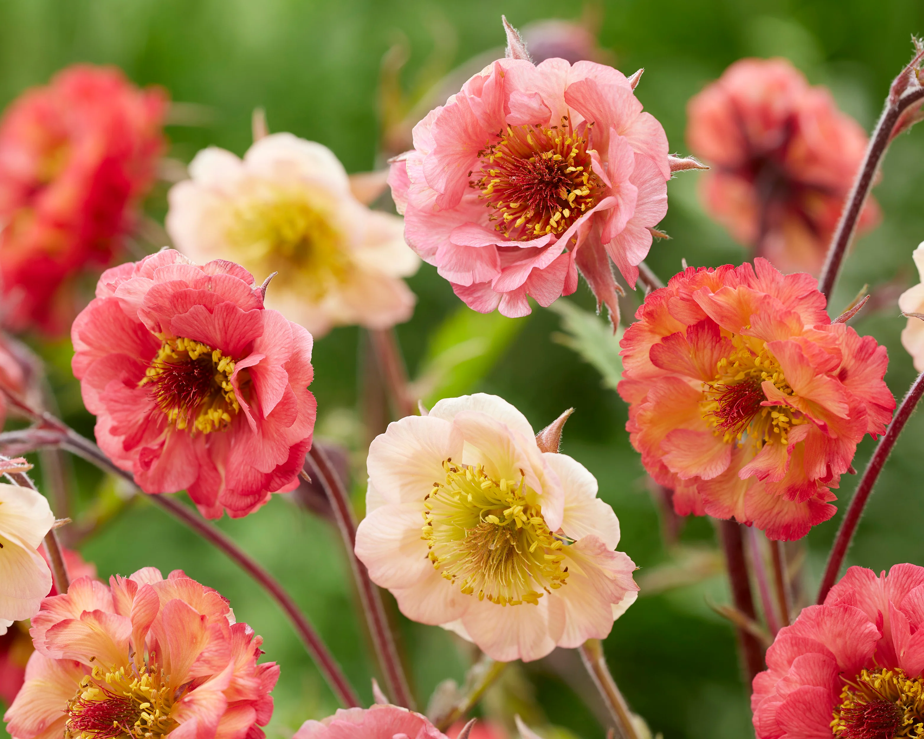 Geum collection 'Grand Dessert' - Image 2
