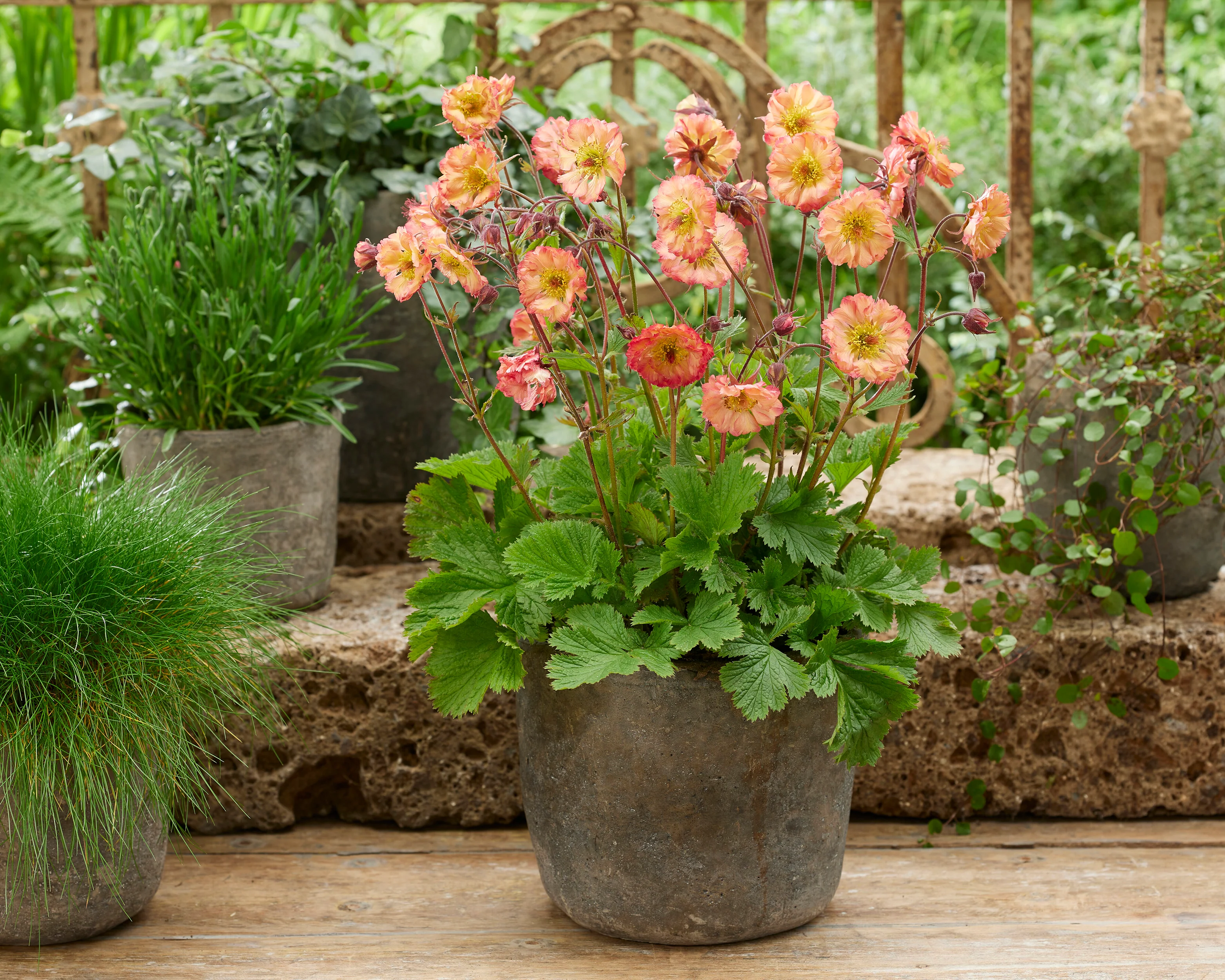 Geum 'Jam Roly-Poly' - Image 2