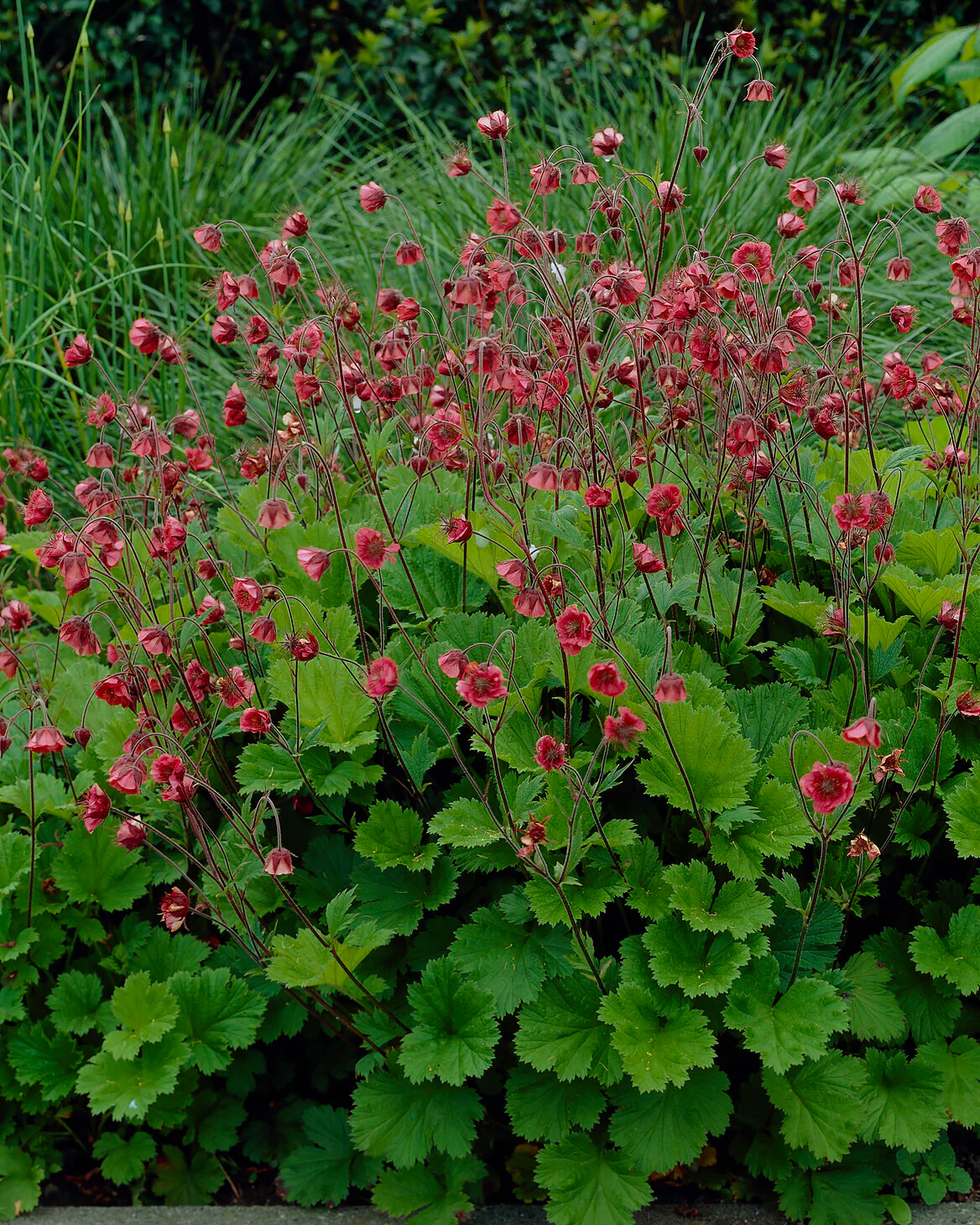 Geum 'Leonard's Variety' - Image 4