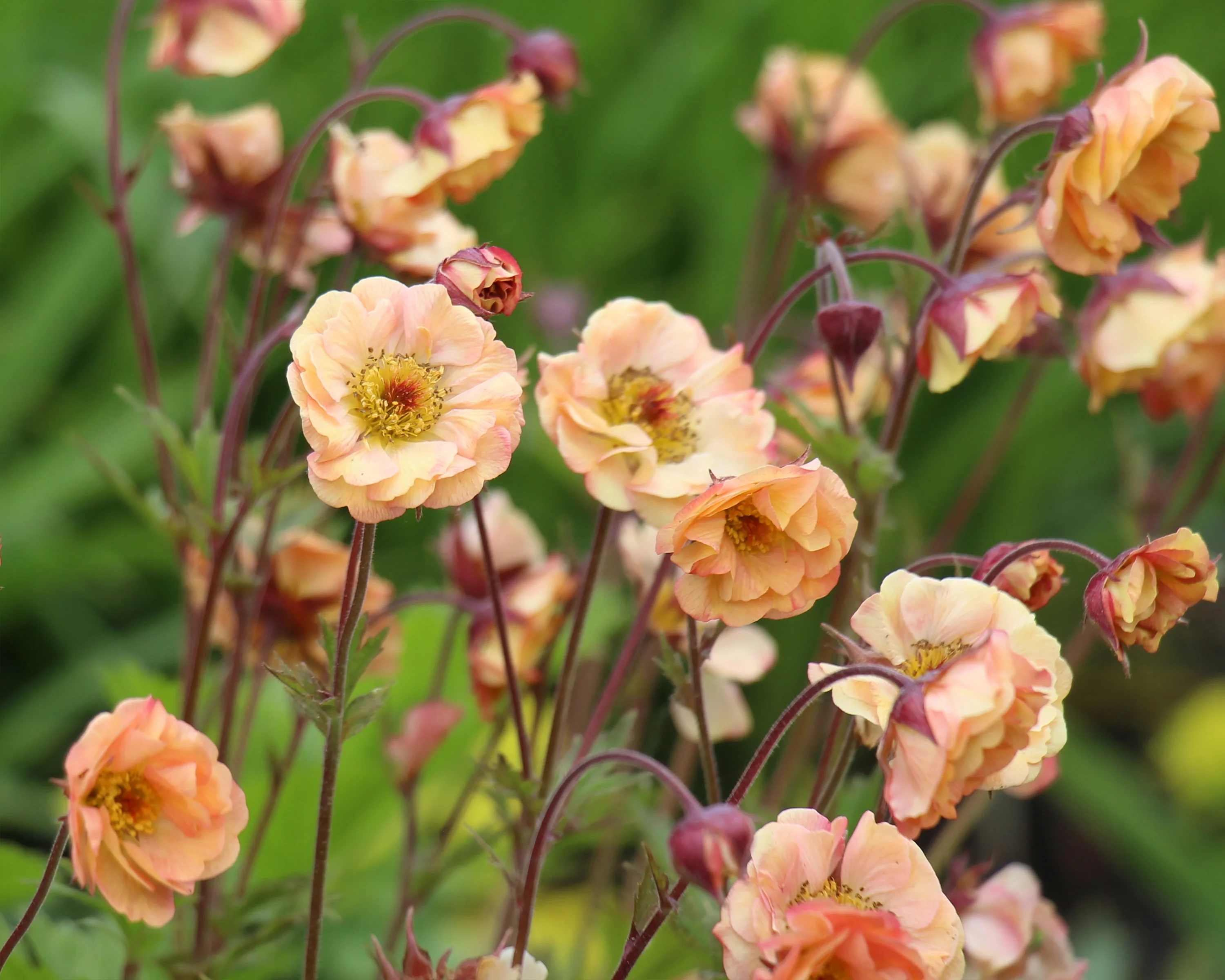 Geum 'Mai Tai' - Image 2