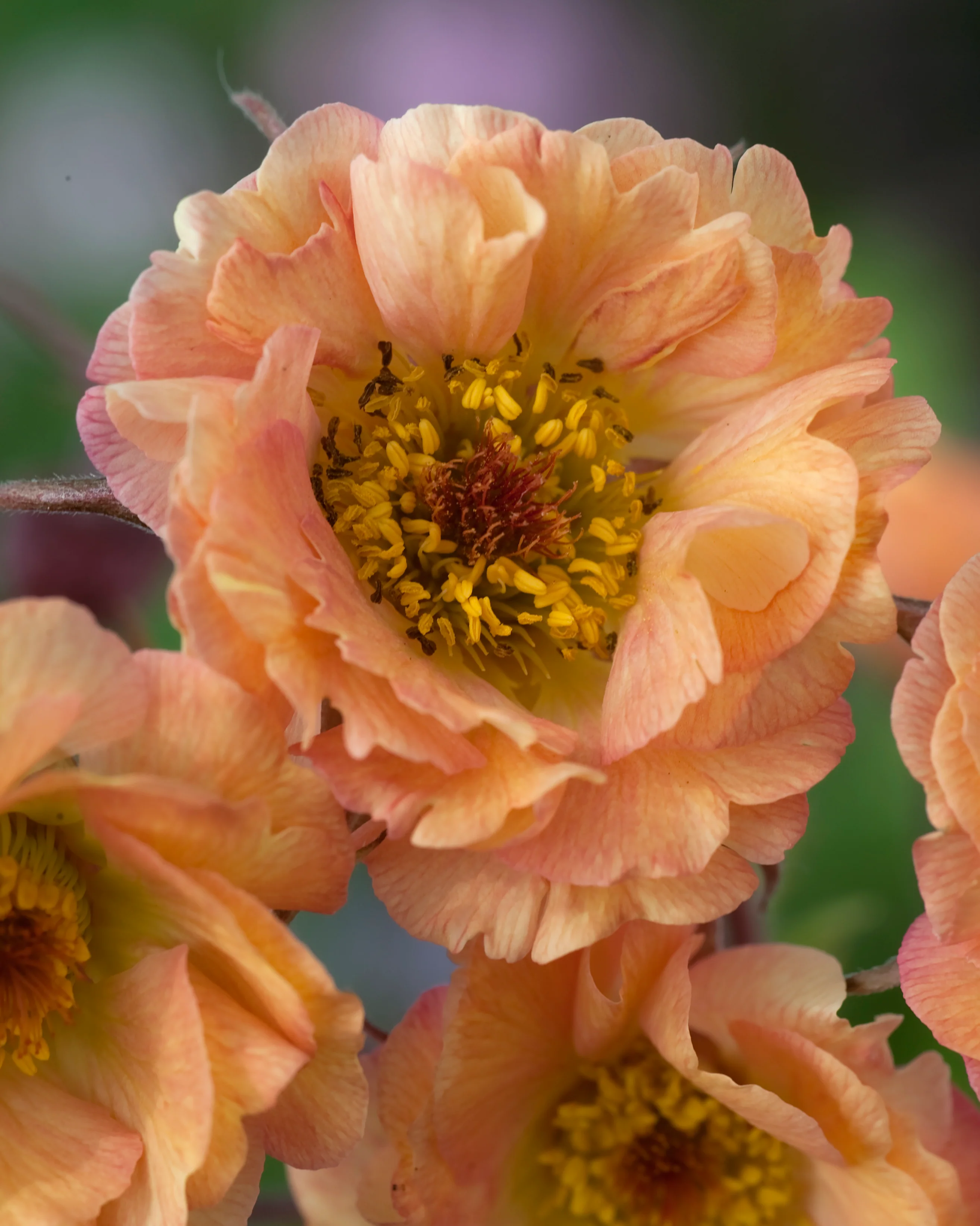 Geum 'Mai Tai' - Image 3