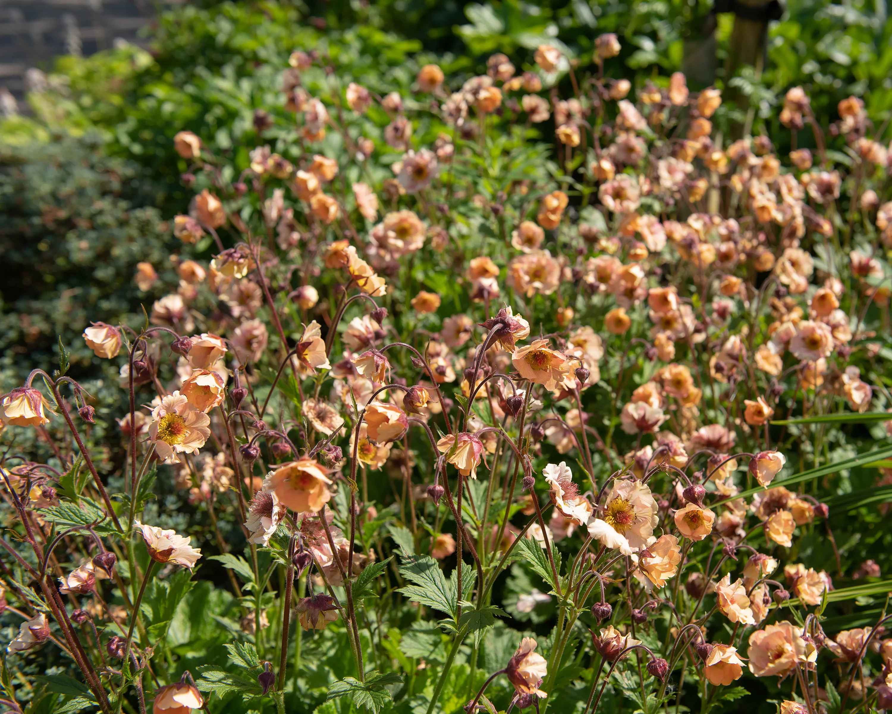 Geum 'Mai Tai' - Image 4