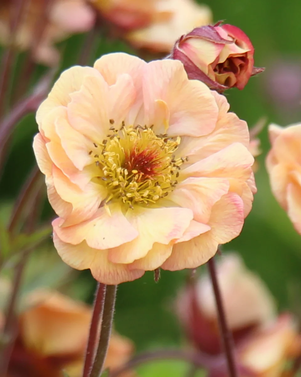 Geum 'Mai Tai' - Image 5