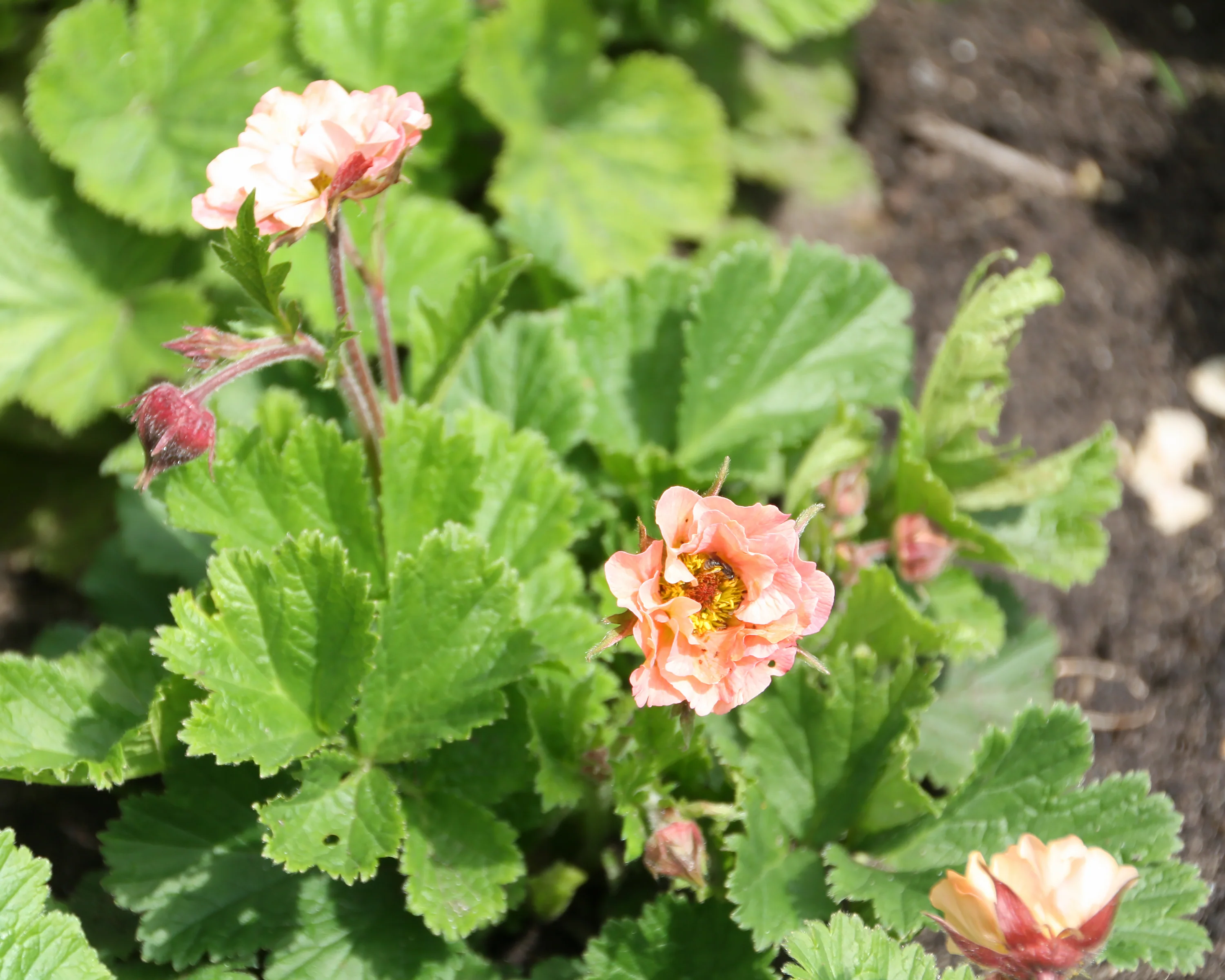 Geum 'Mai Tai' - Image 6