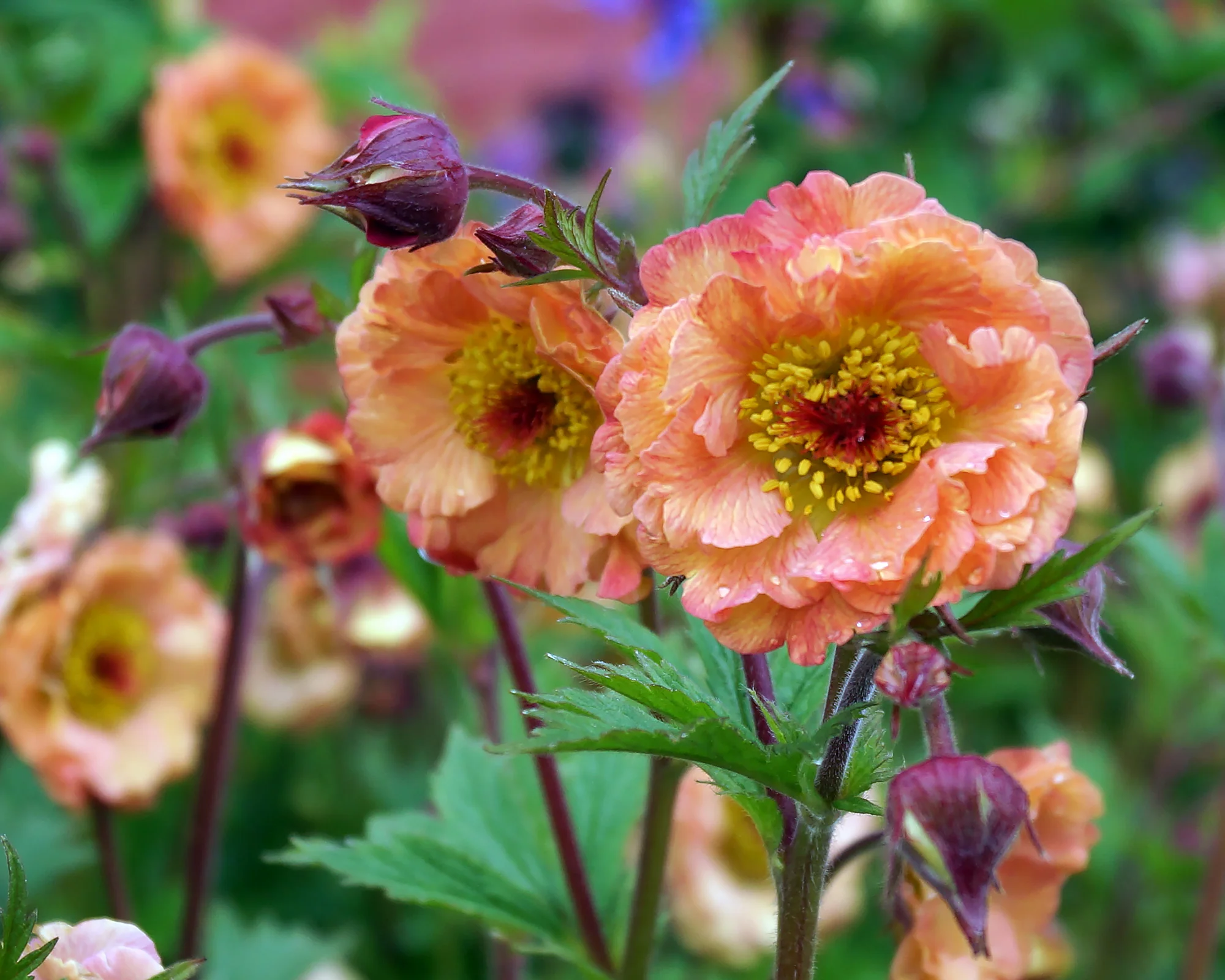 Geum 'Mai Tai' - Image 9