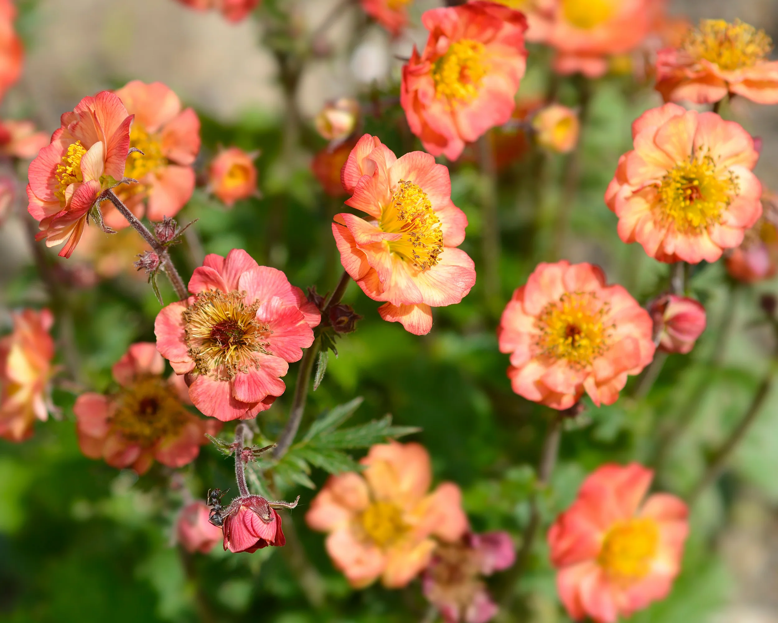 Geum 'Mango Lassi' - Image 2