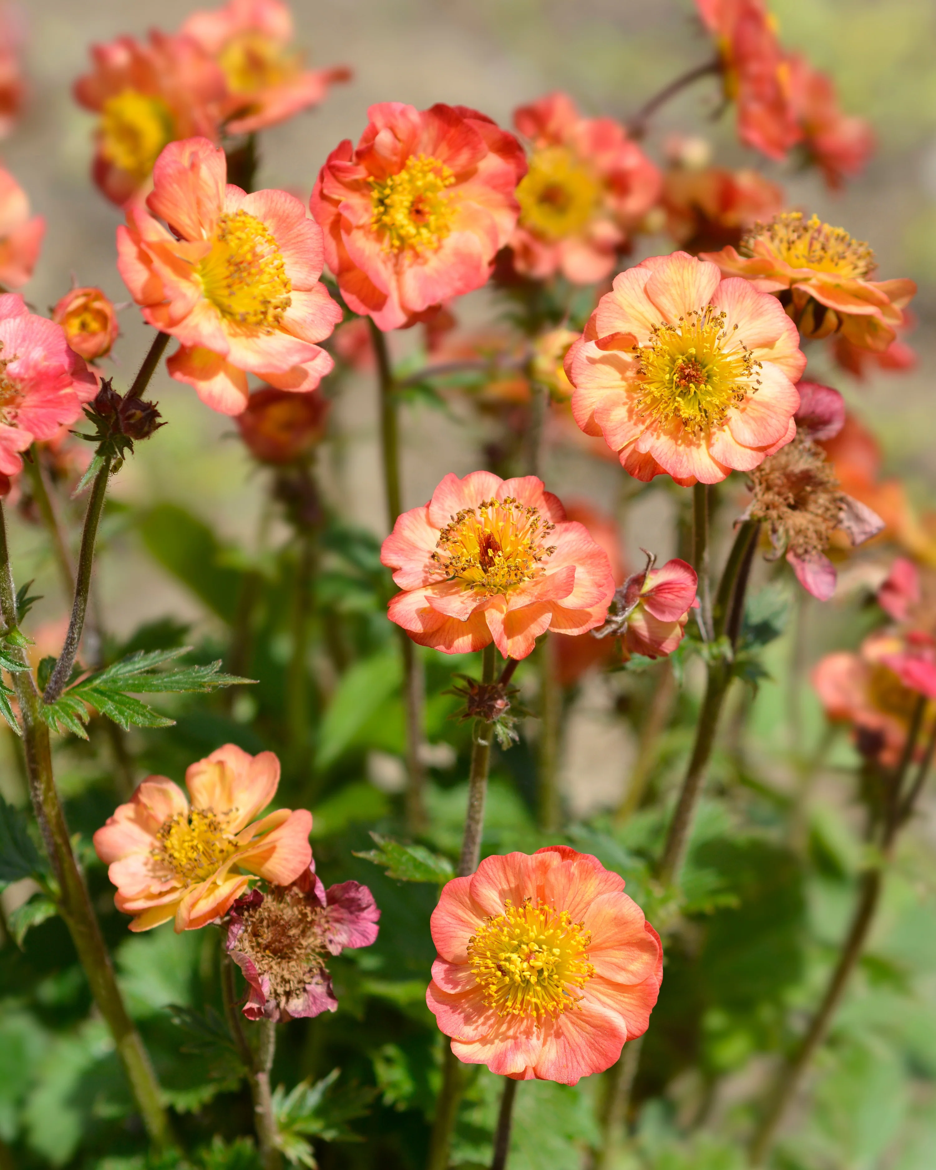Geum 'Mango Lassi' - Image 4