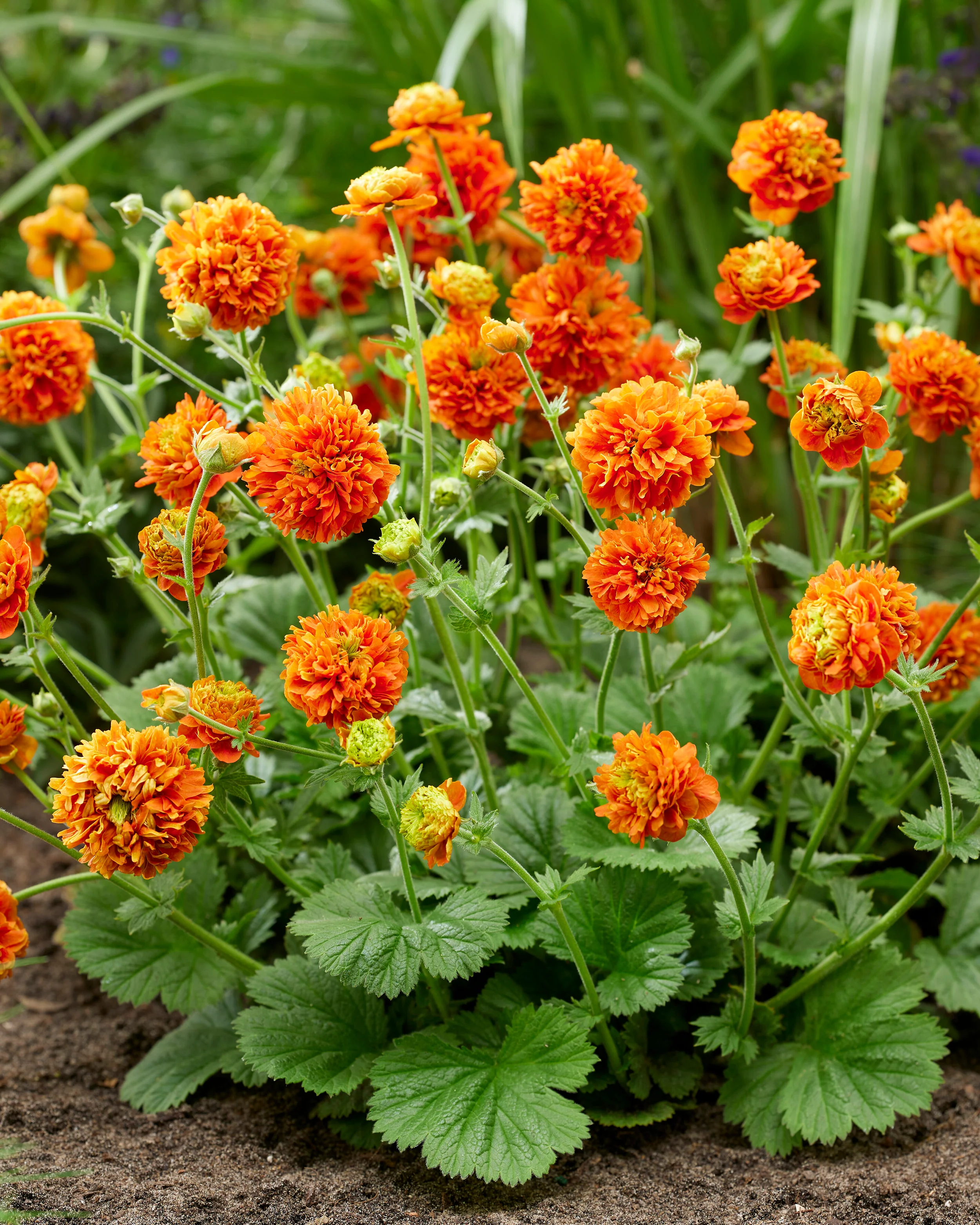 Geum 'Orange Pumpkin' - Image 2
