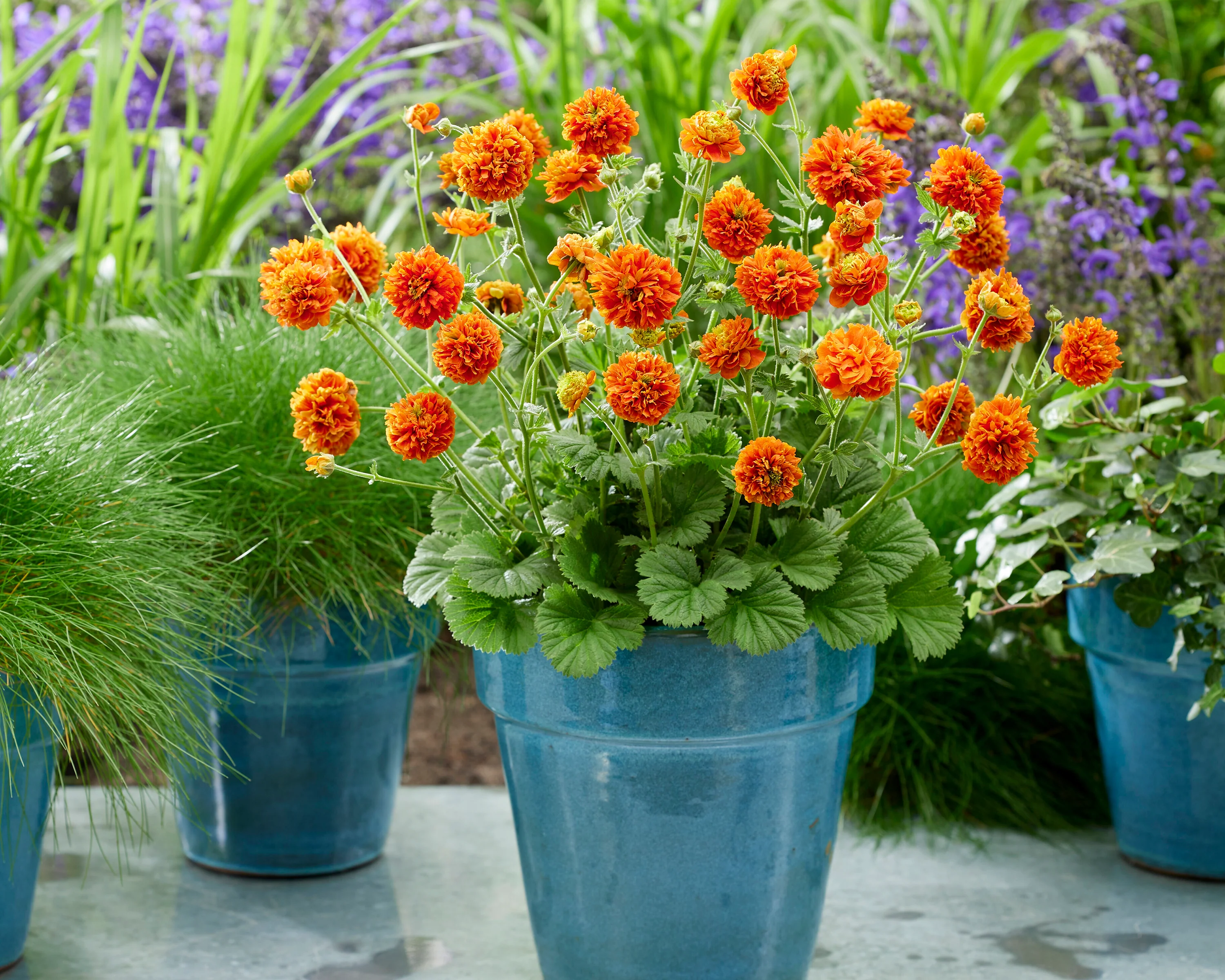 Geum 'Orange Pumpkin' - Image 4
