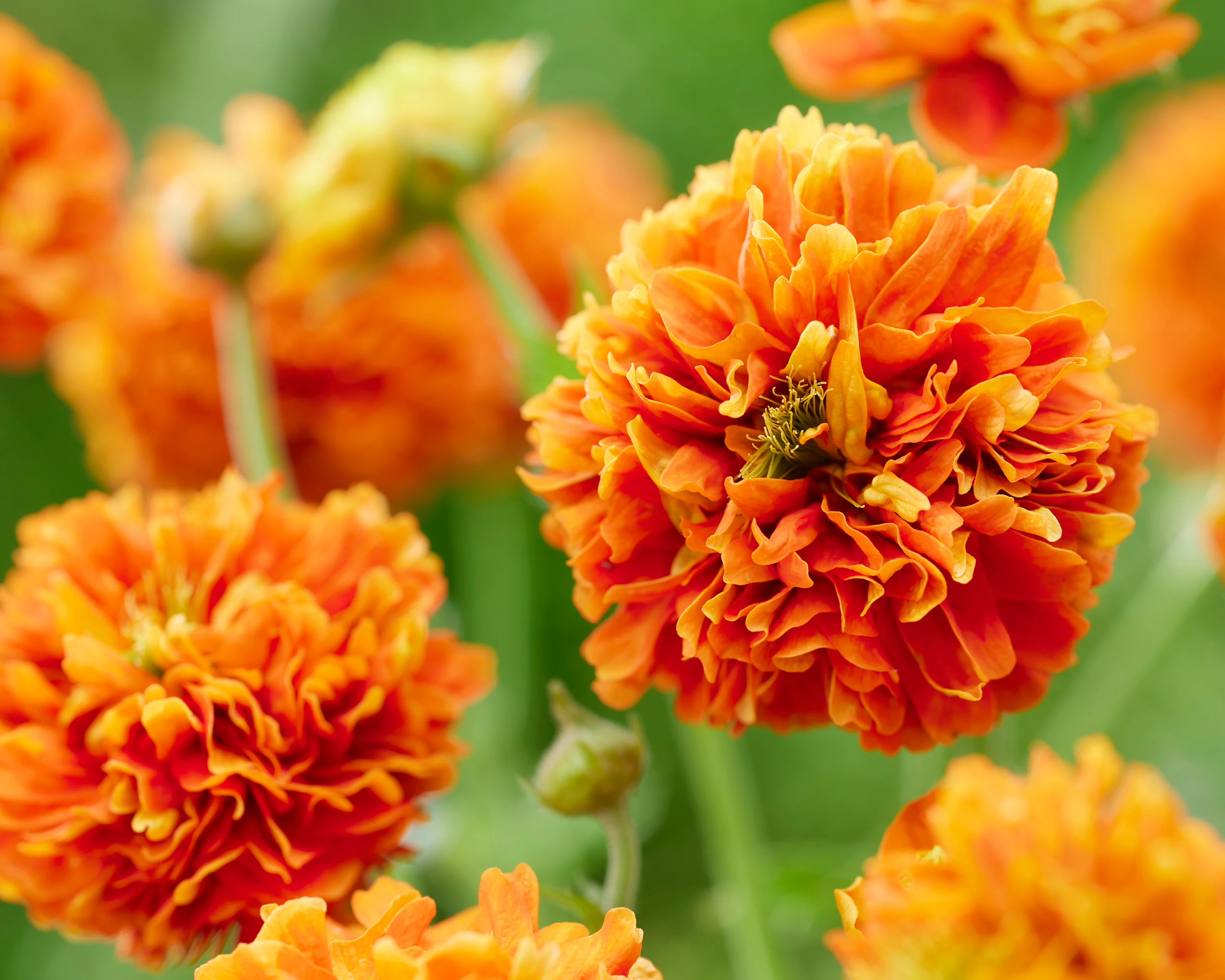 Geum 'Orange Pumpkin' - Image 5