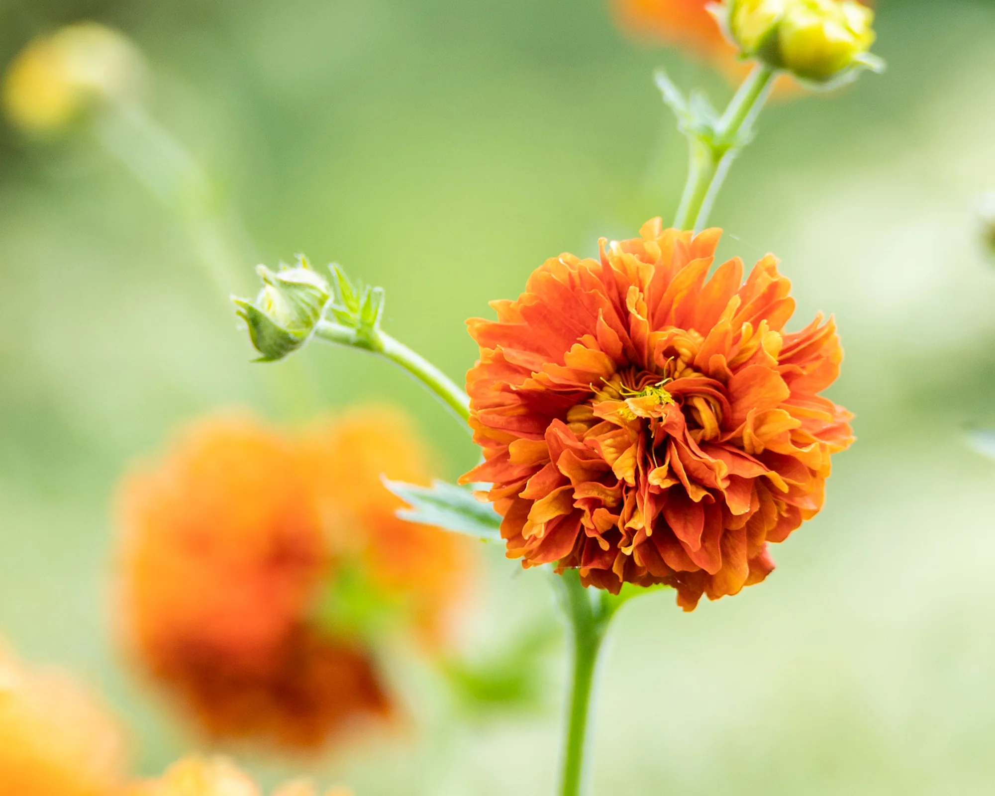 Geum 'Orange Pumpkin' - Image 9