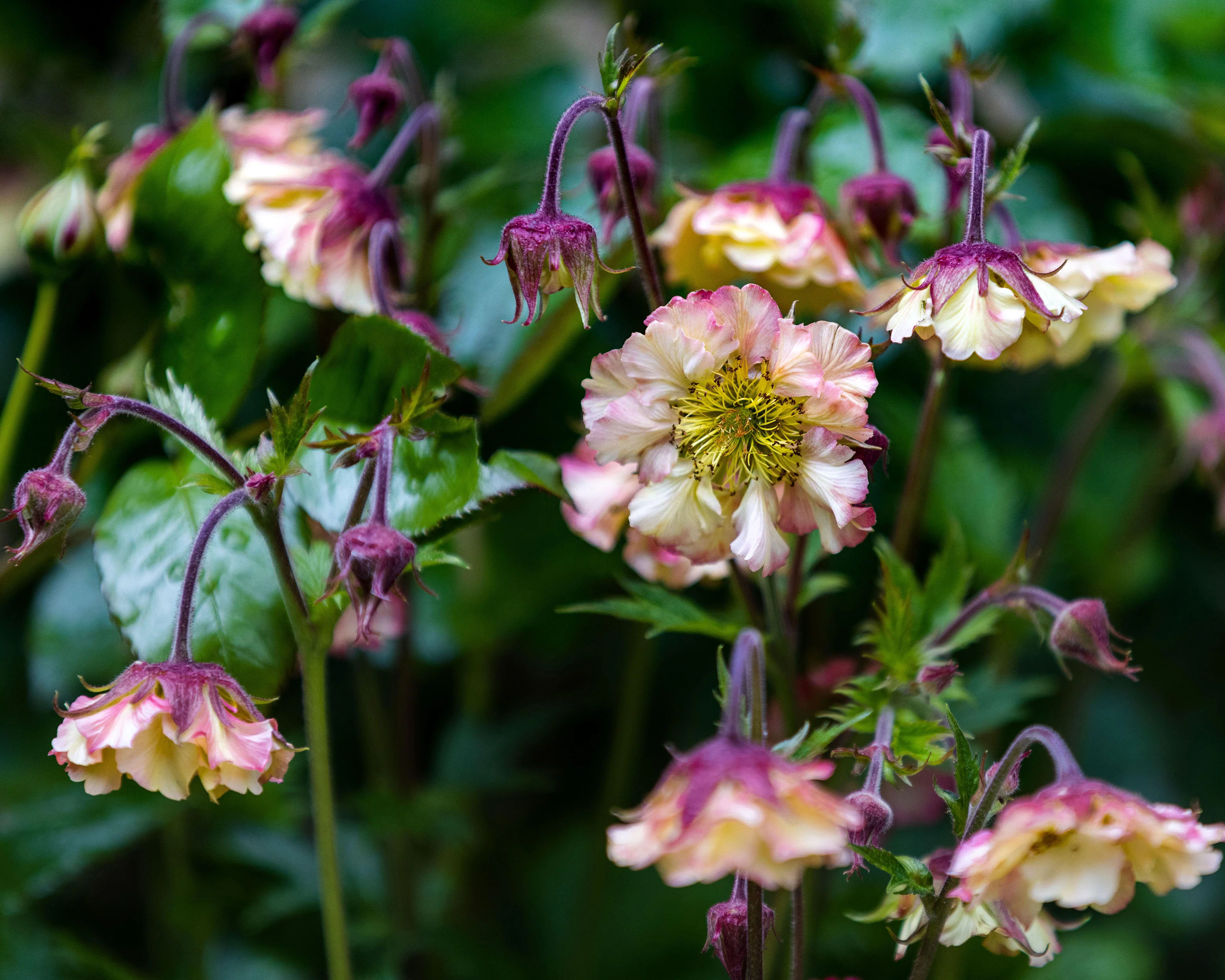 Geum 'Pretticoats Peach' - Image 2