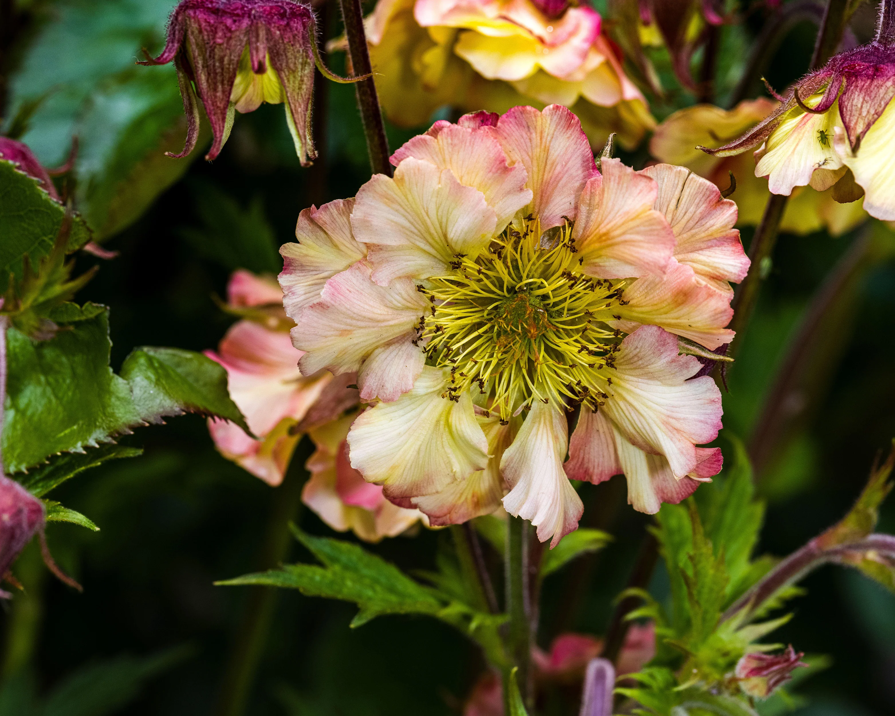 Geum 'Pretticoats Peach' - Image 4