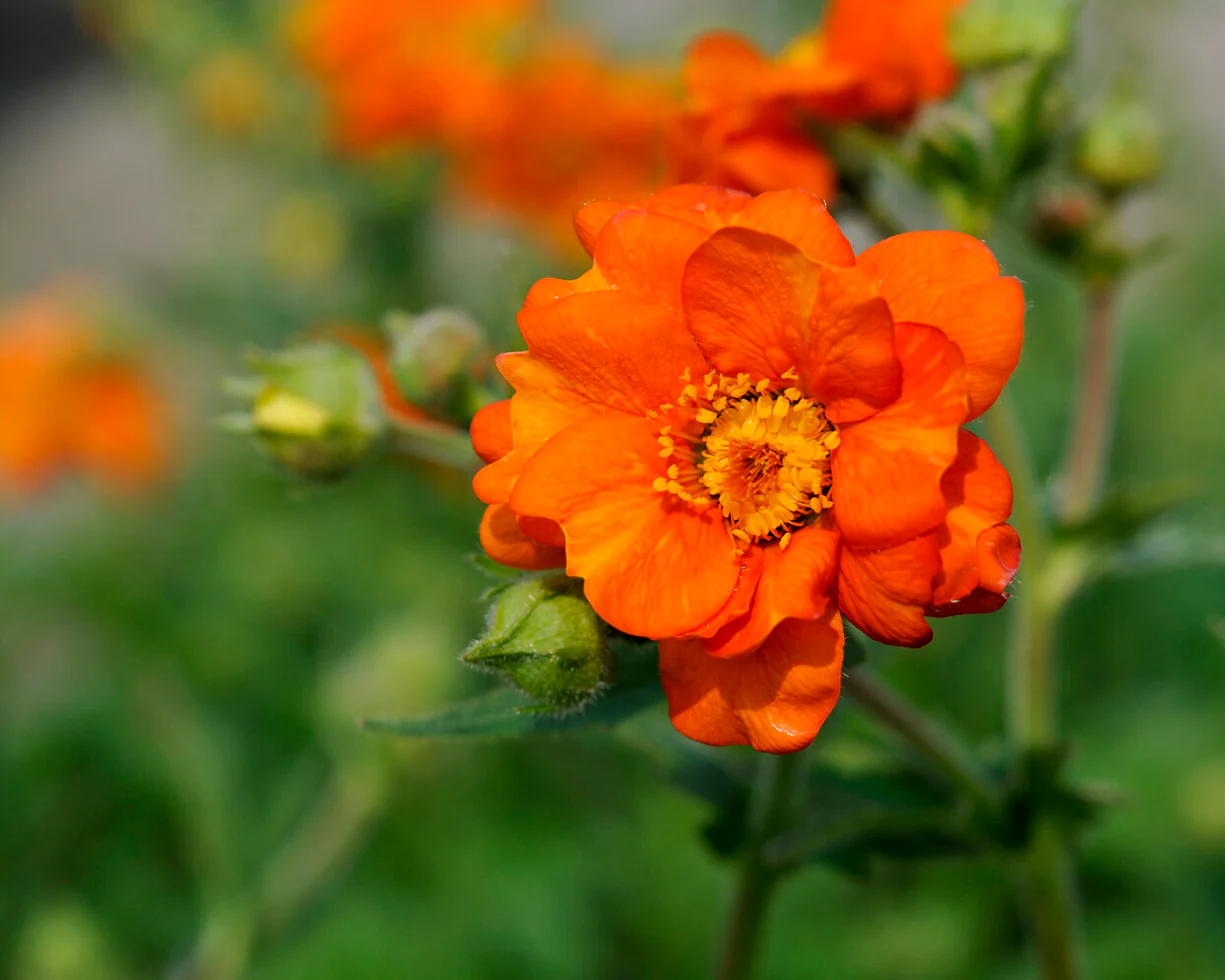 Geum 'Prinses Juliana' - Image 15