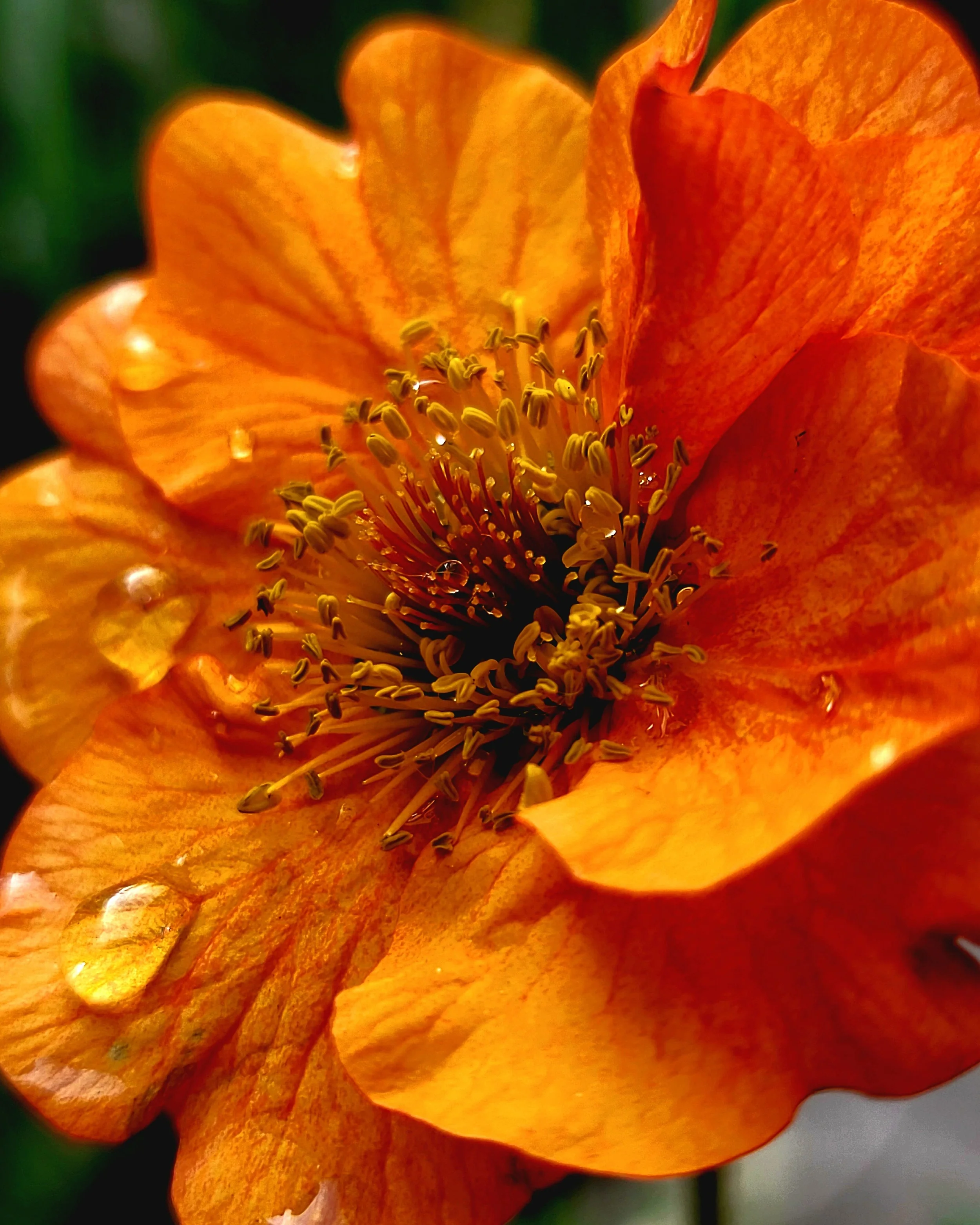 Geum 'Prinses Juliana' - Image 2