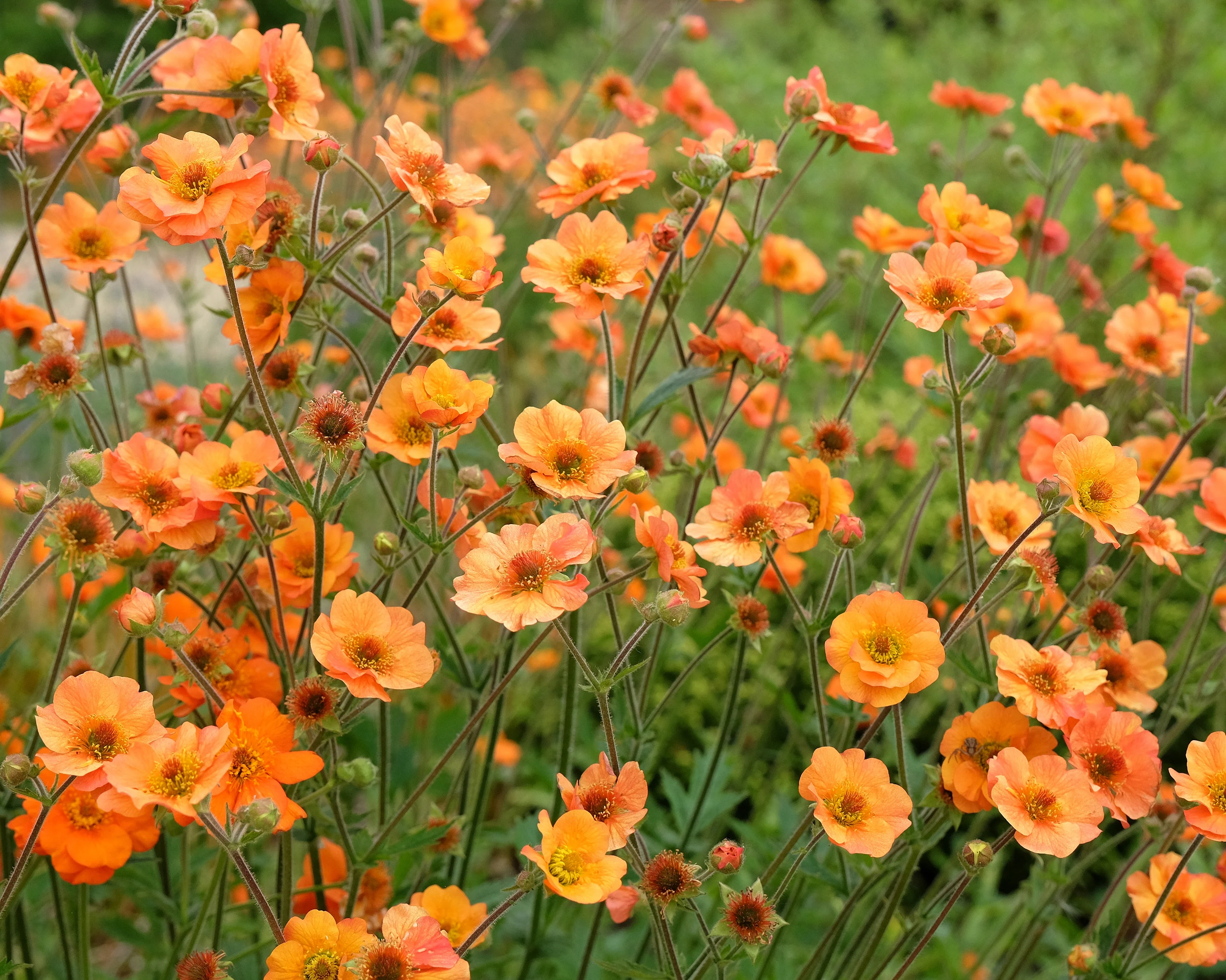 Geum 'Prinses Juliana' - Image 5