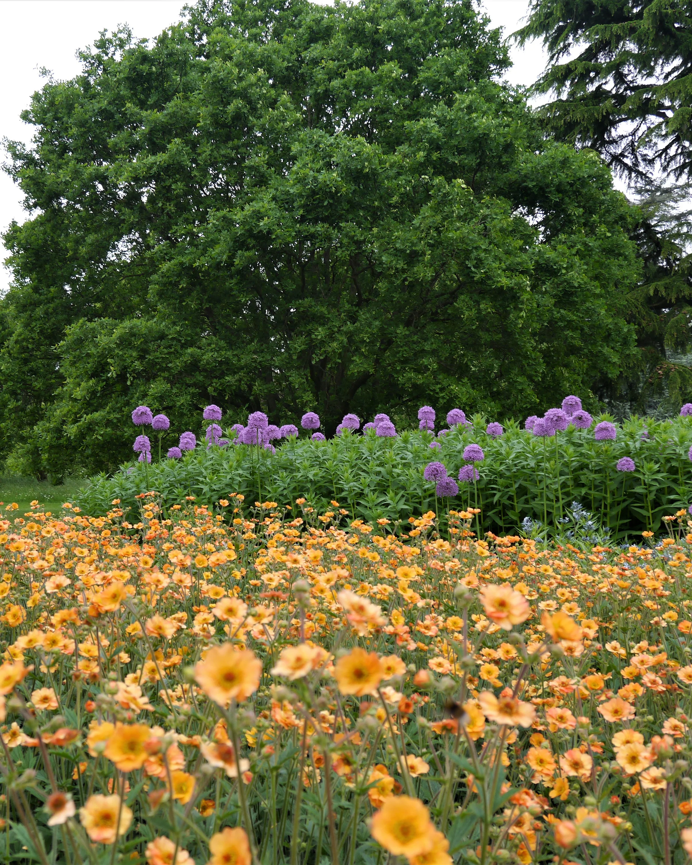 Geum 'Prinses Juliana' - Image 6