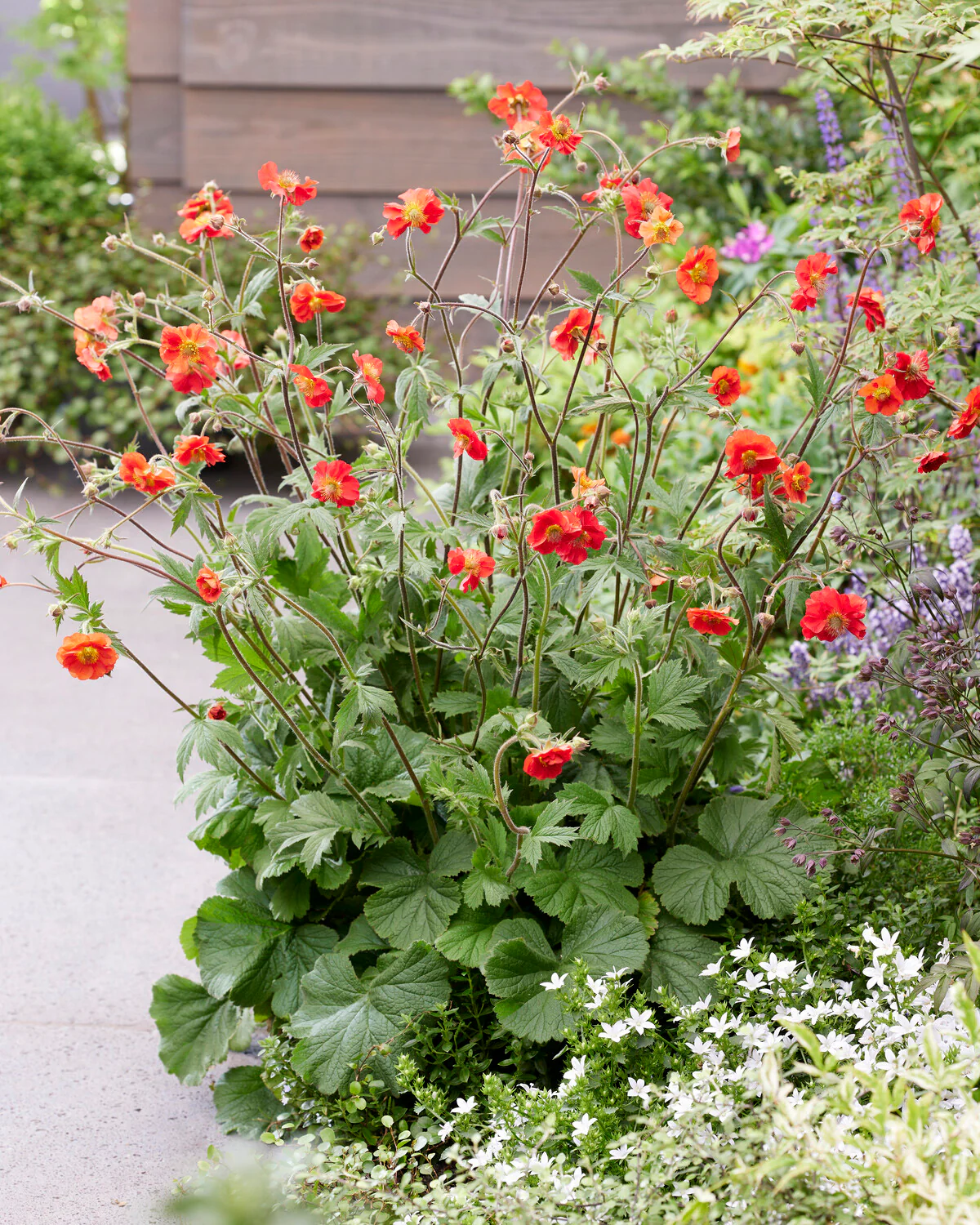 Geum 'Sangria' - Image 2