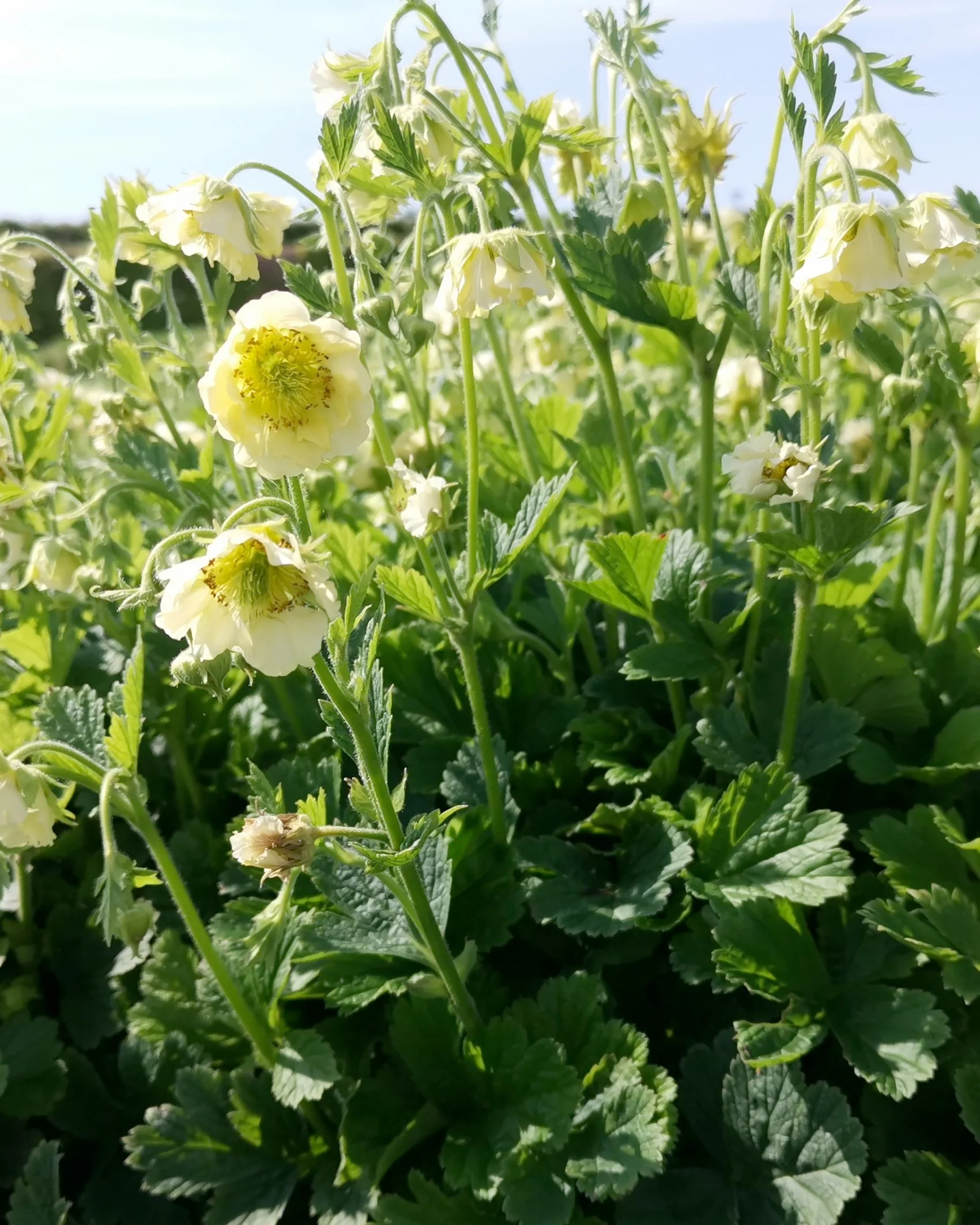 Geum 'Tales of Hex' - Image 5