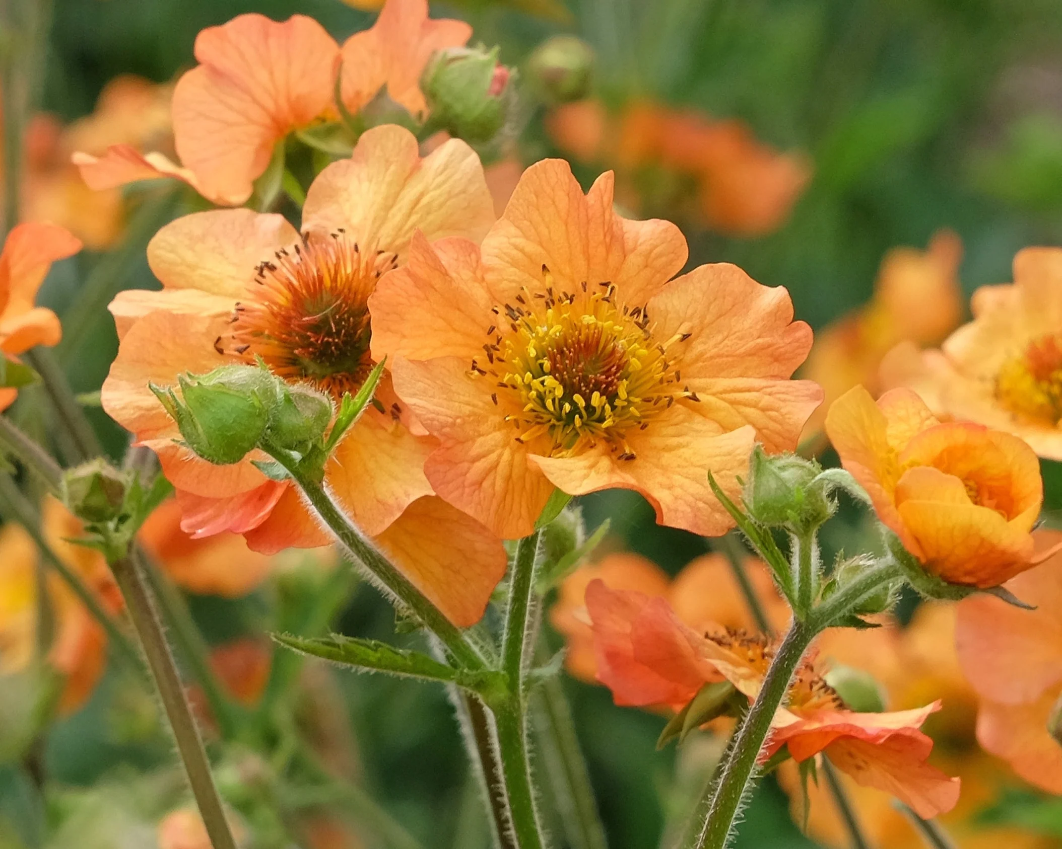 Geum 'Tim's Tangerine' - Image 3